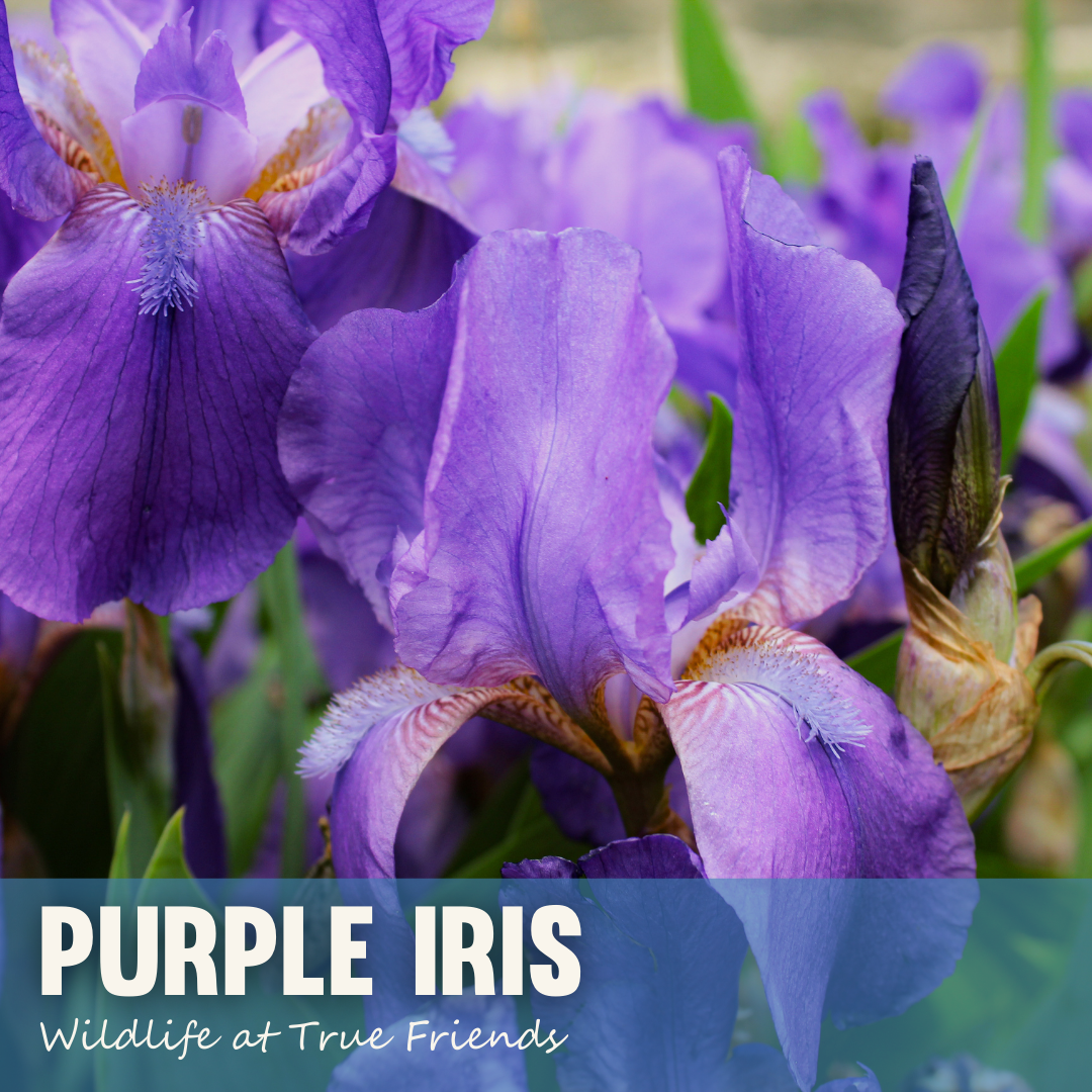 Purple Iris IG.png
