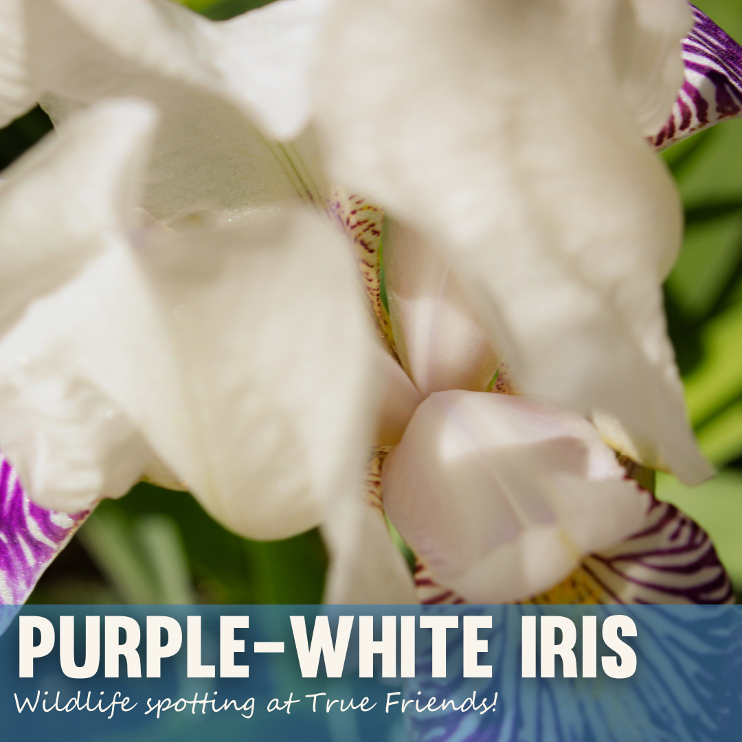 White - Purple Iris.png