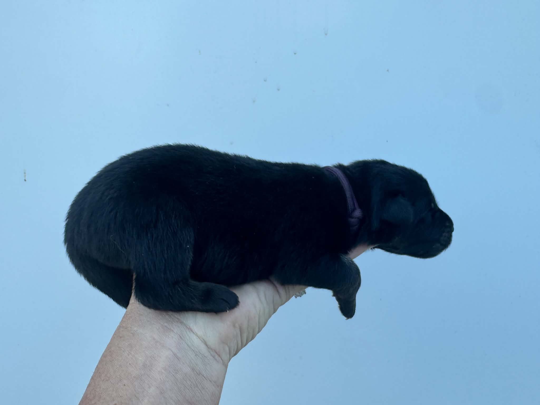 26F Purple Collar - Tan Sable - Male