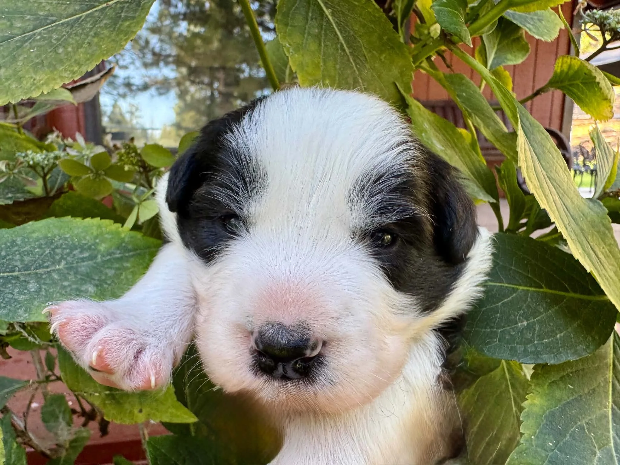 26E Black Collar - Black - Male - Reserved