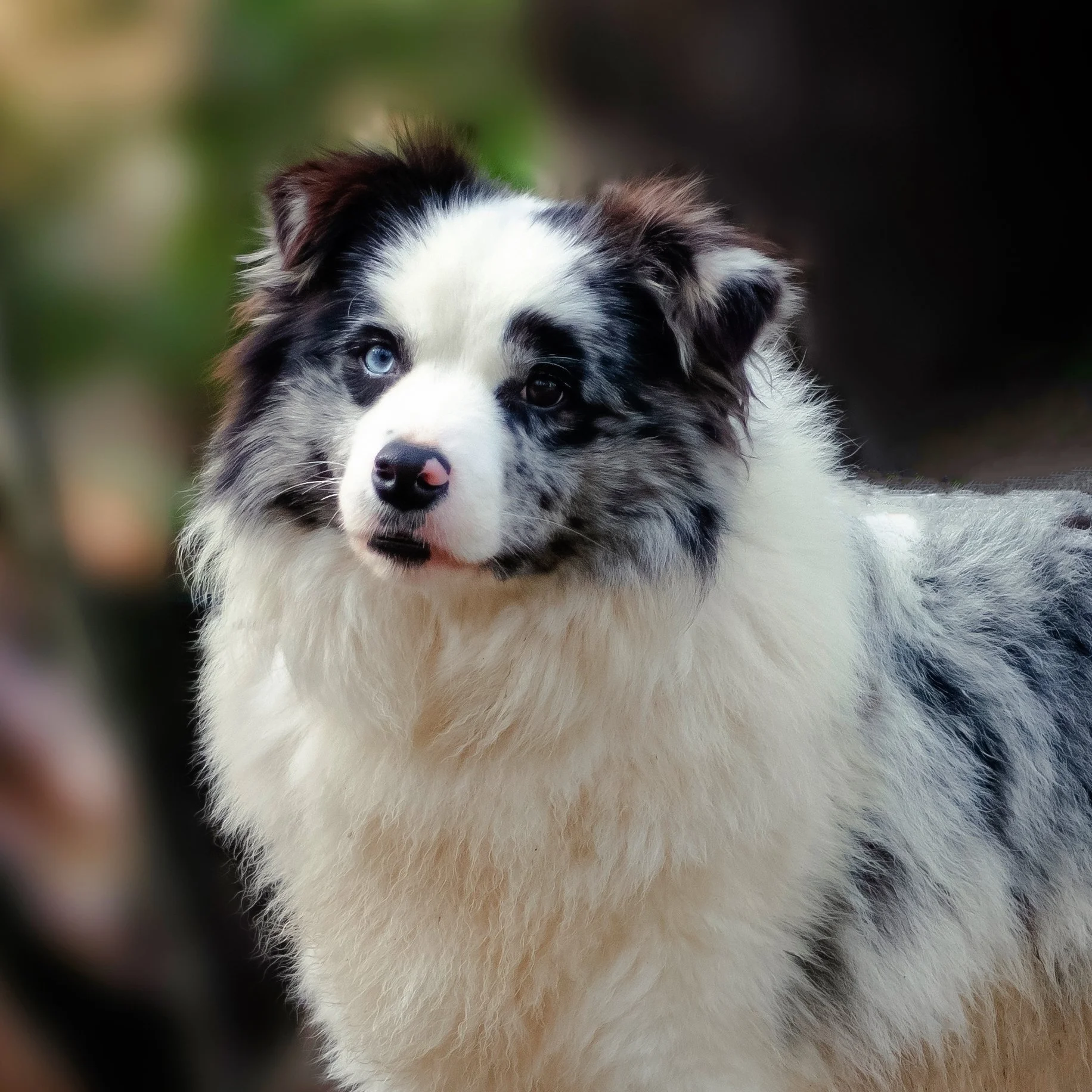 "Cookie" AKC registered 5 year old female - Co Ownership Only