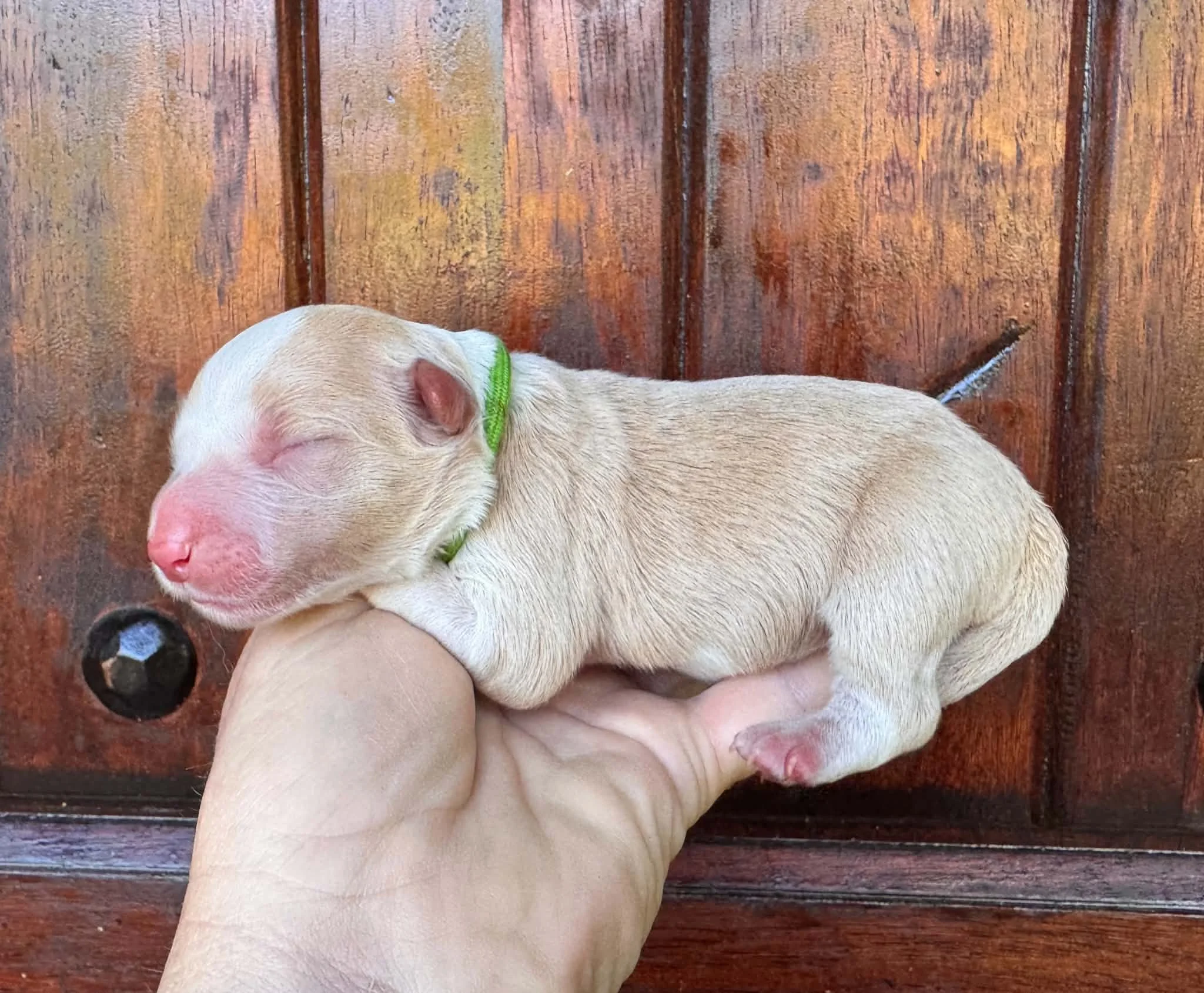 26C Green Collar - Gold - Female * Reserved