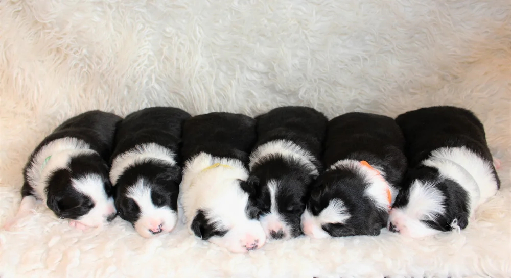 Team Reeves Ranch Puppies Available Now — Team Reeves Ranch