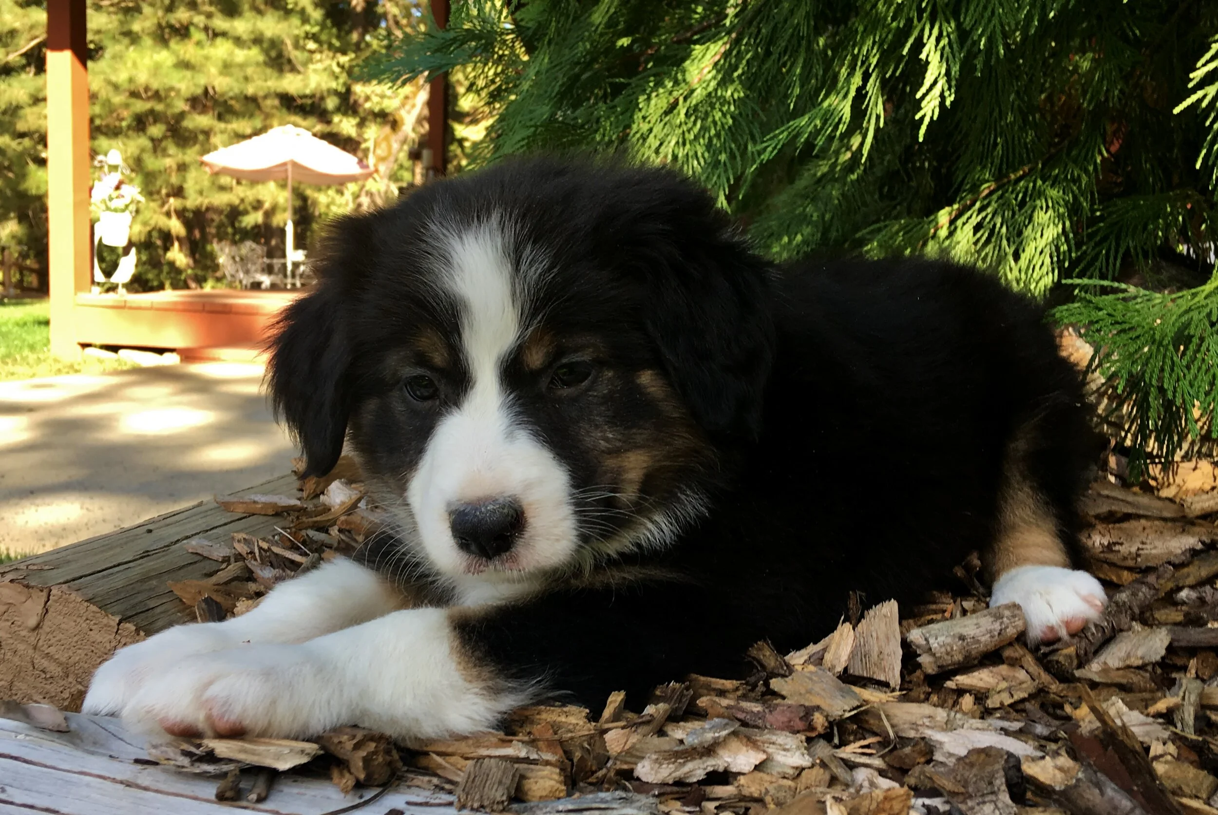 Top Quality Border Collies | Team Reeves Ranch