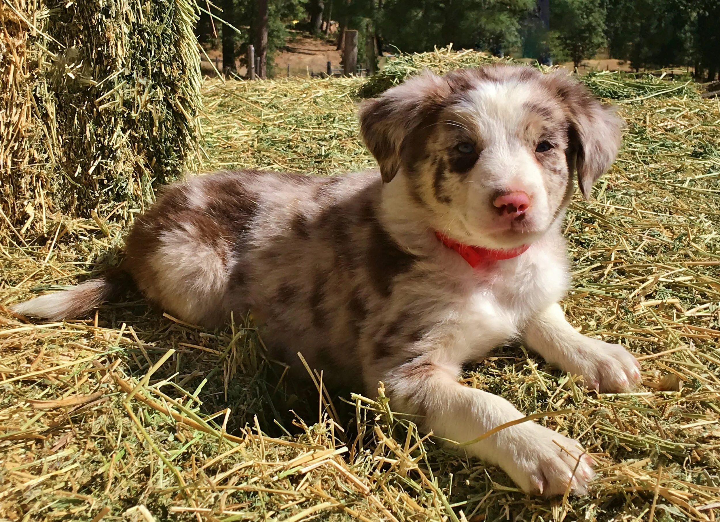 Top Quality Border Collies | Team Reeves Ranch