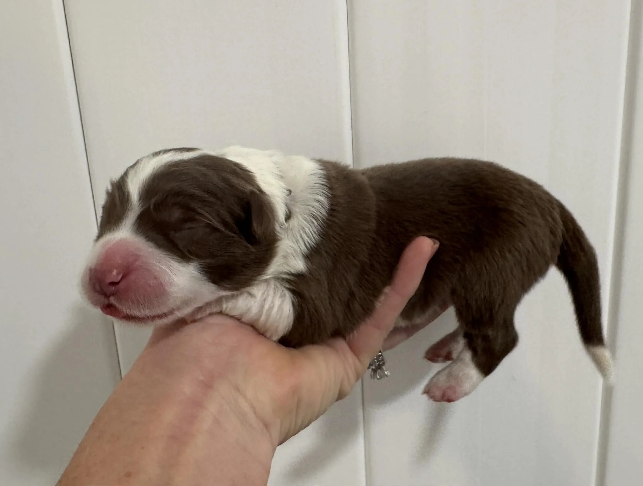 25R Green Collar - Black Tri - Male