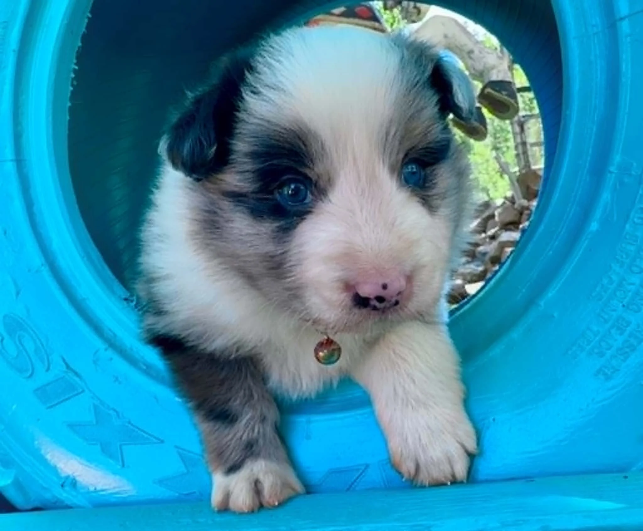26D Red Collar - Blue Merle - Male * Reserved