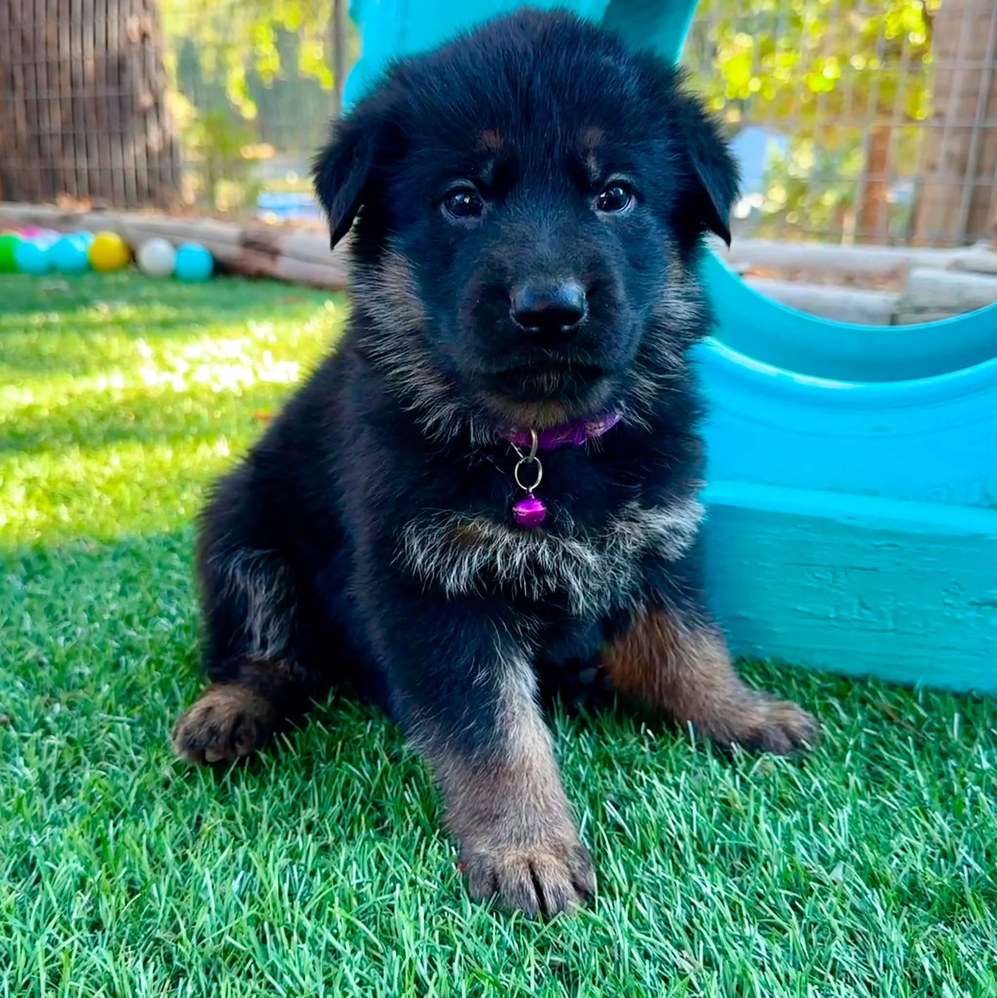 26F Purple Collar - Sable - Male * Reserved