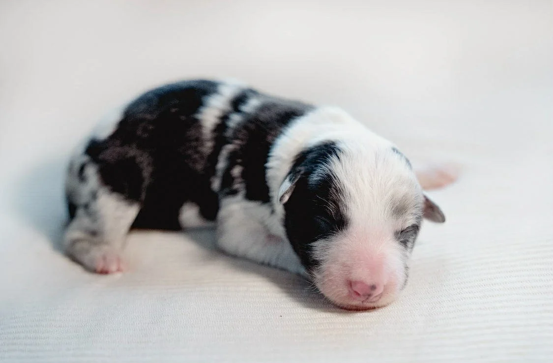 Hustle & Kirin Litter - 25O Red Collar - Blue Merle - Male