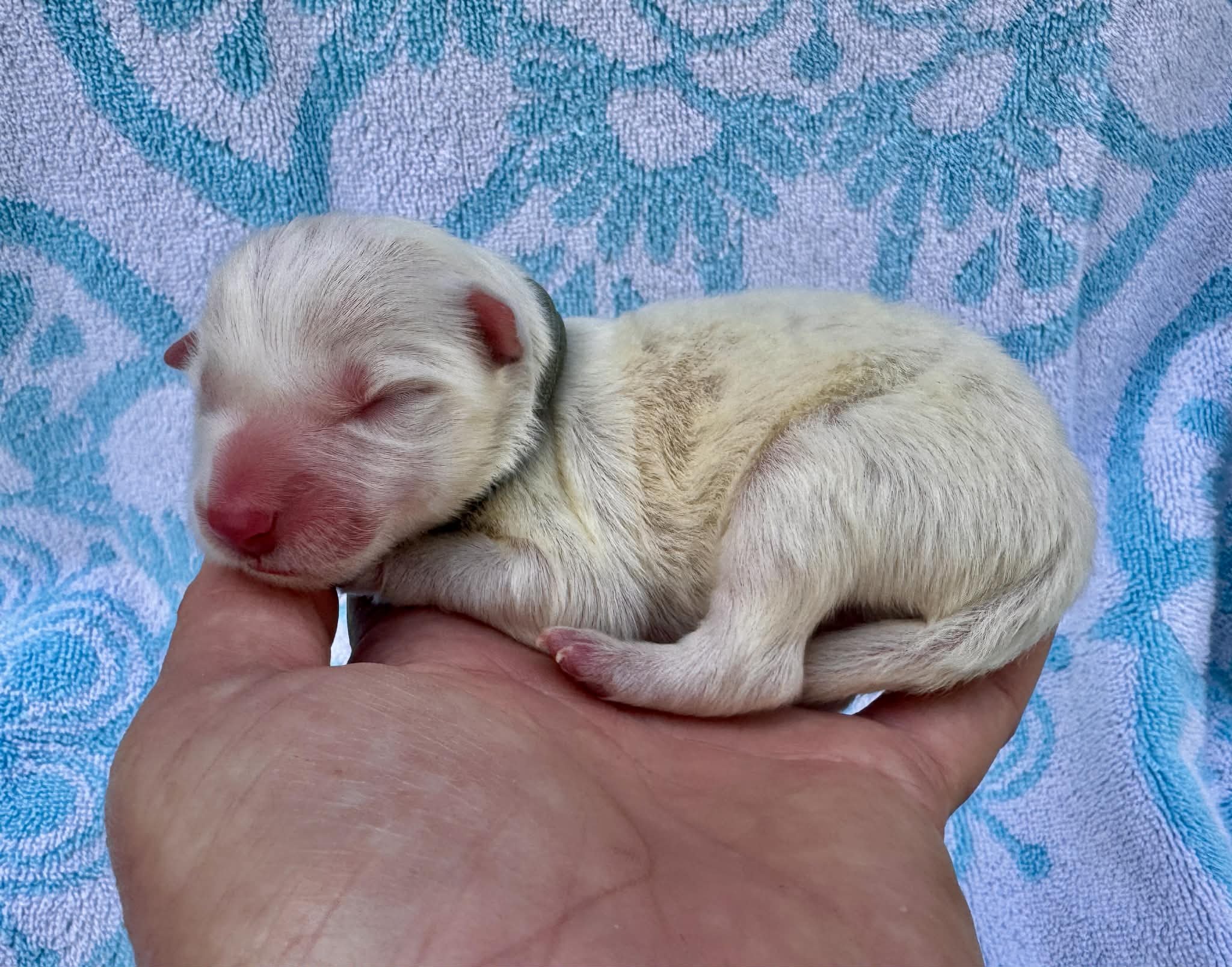 26A Blue Collar - Gold - Male- Available