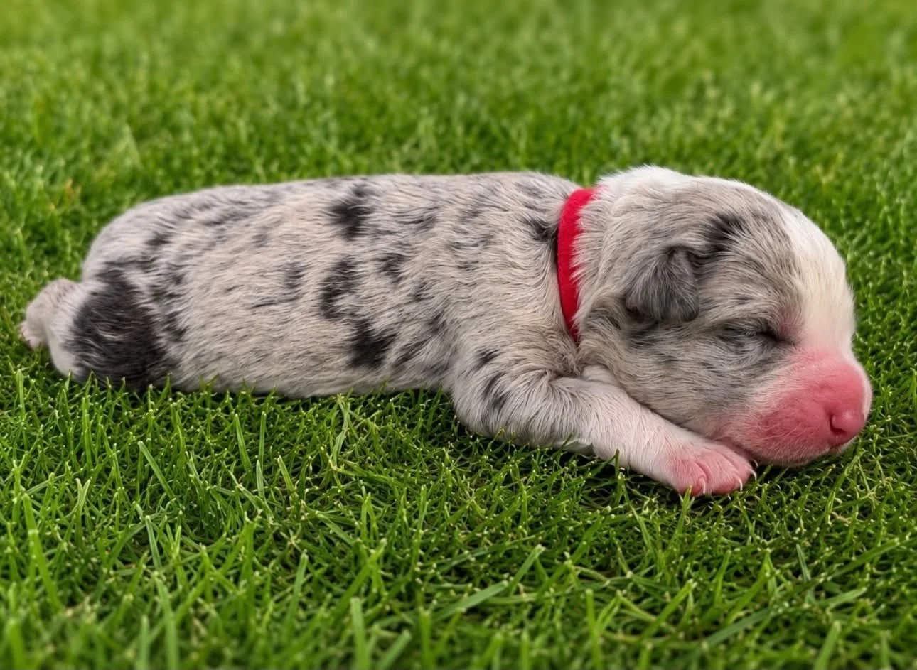 26G Red Collar - Dilute Blue Merle - Male - Reserved