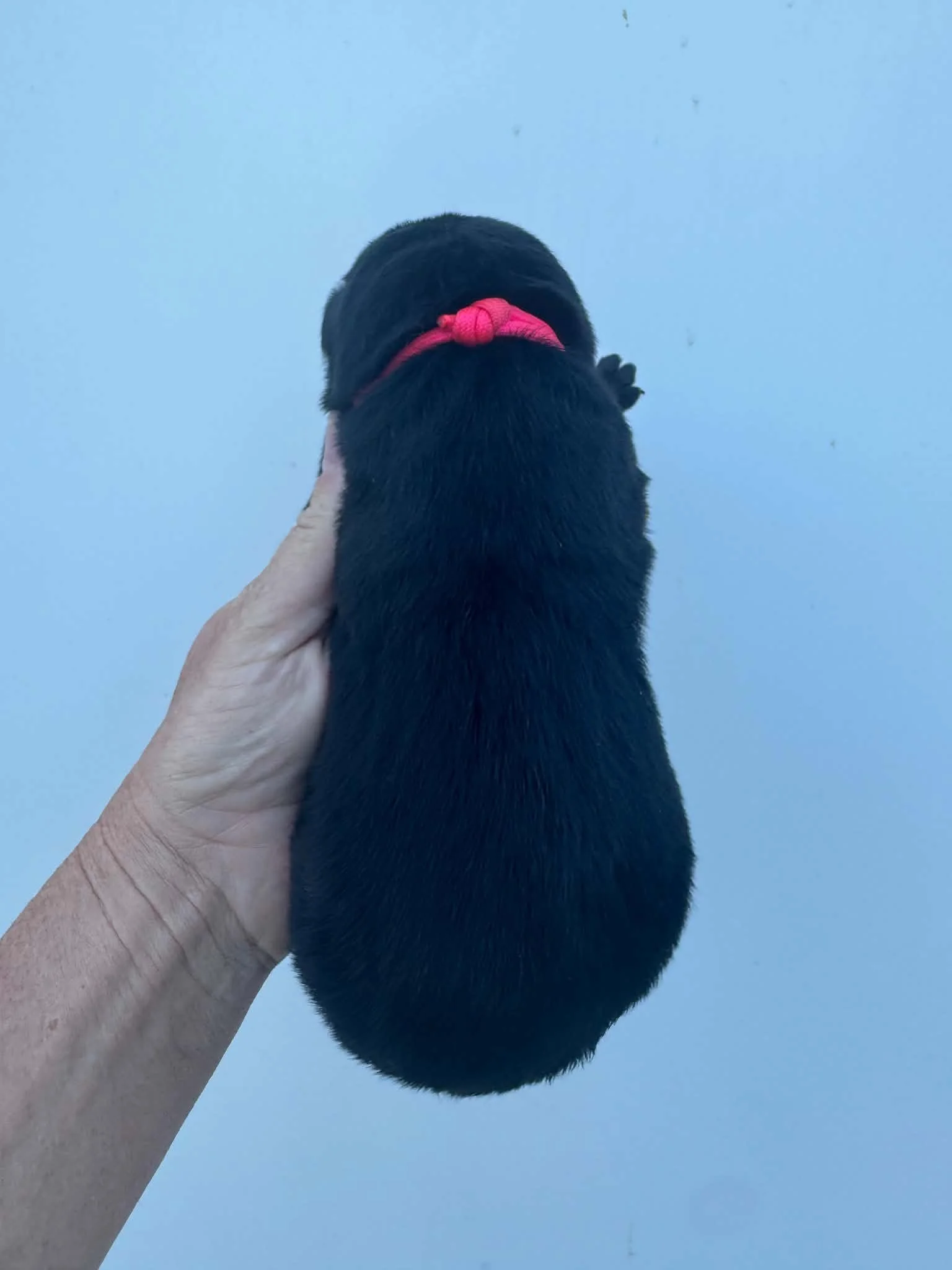 1 (2).jpg