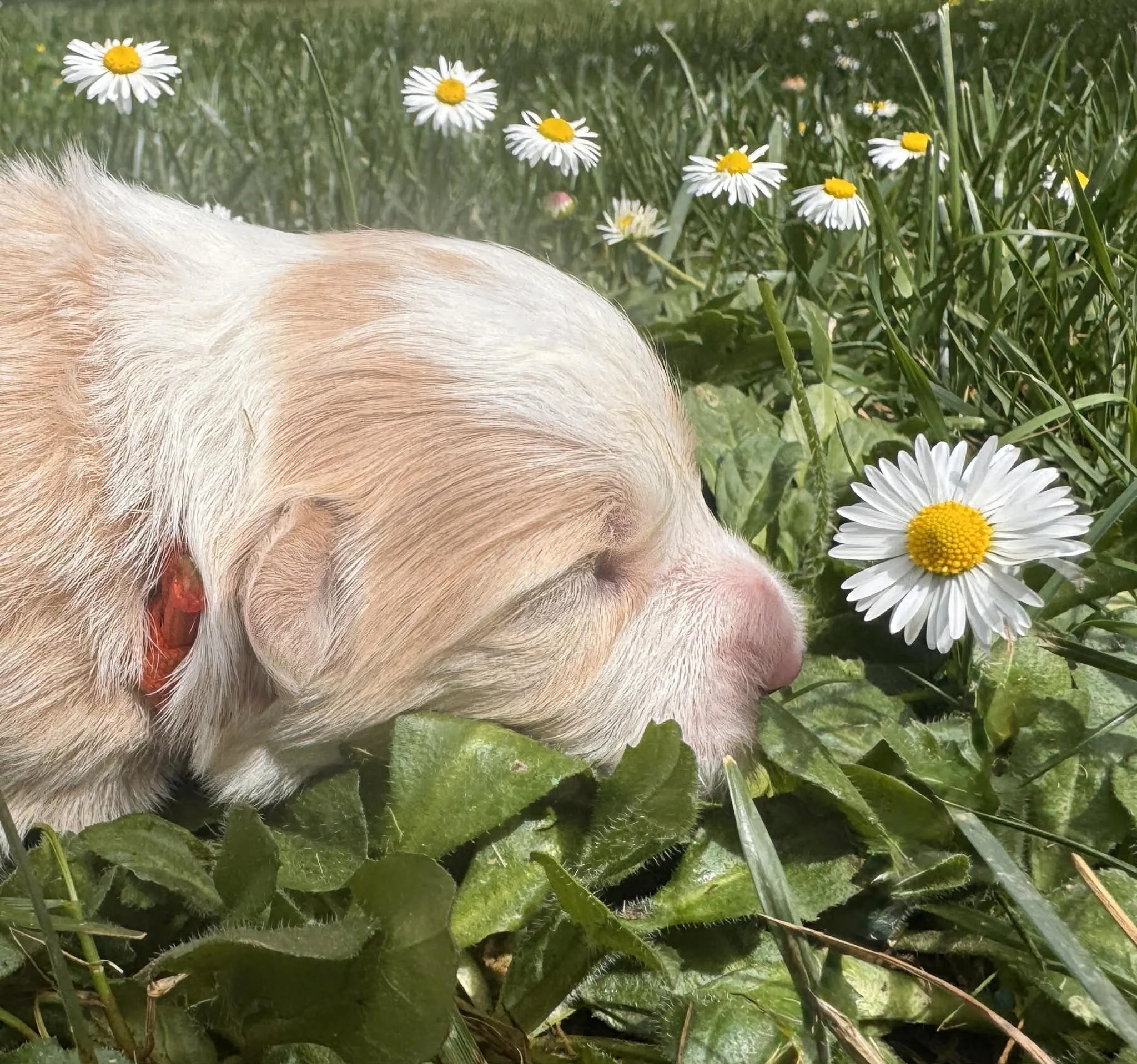 26A Orange Collar - Gold Female - Reserved