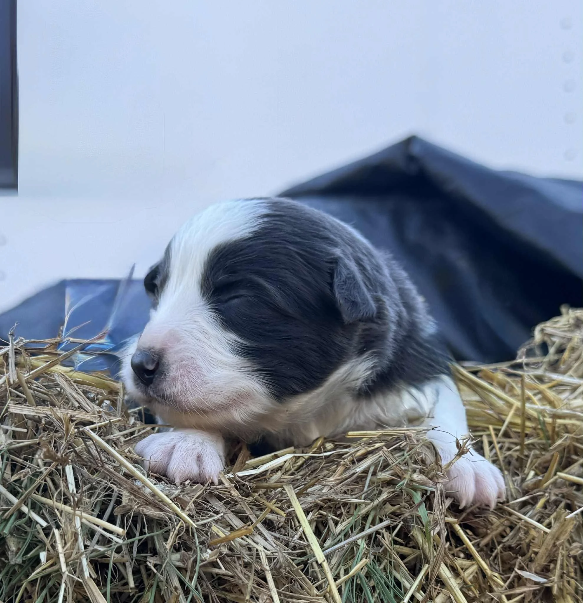 Tabu & Halo Litter - 25L Silver Collar - Dilute Blue - Male