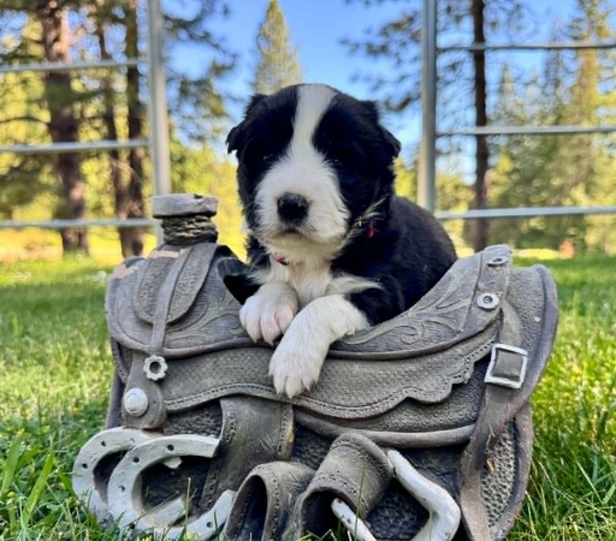 26B - Red Collar - Black - Male * Available