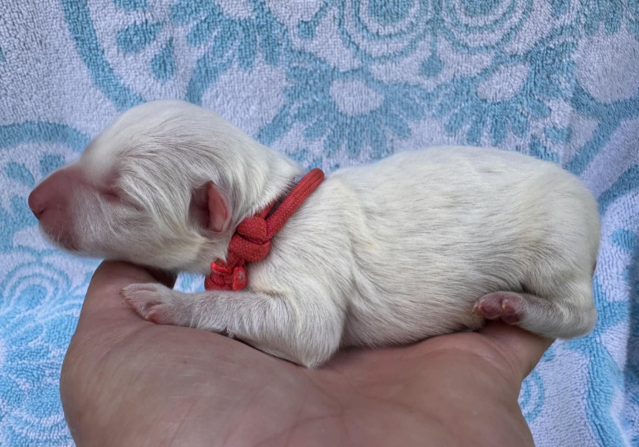 26A Pink Collar - Gold - Female - Available