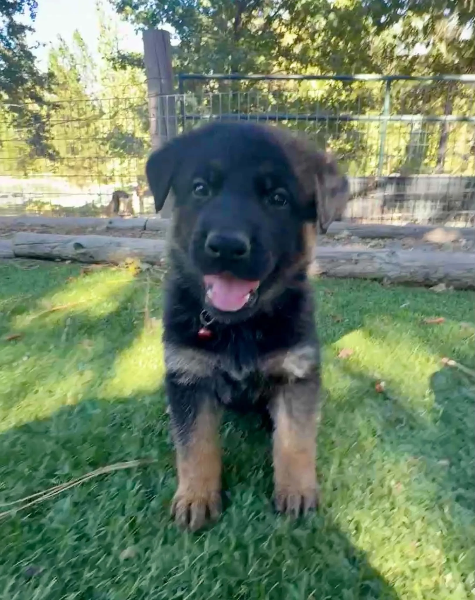 26F Red Collar - Sable - Female * Reserved