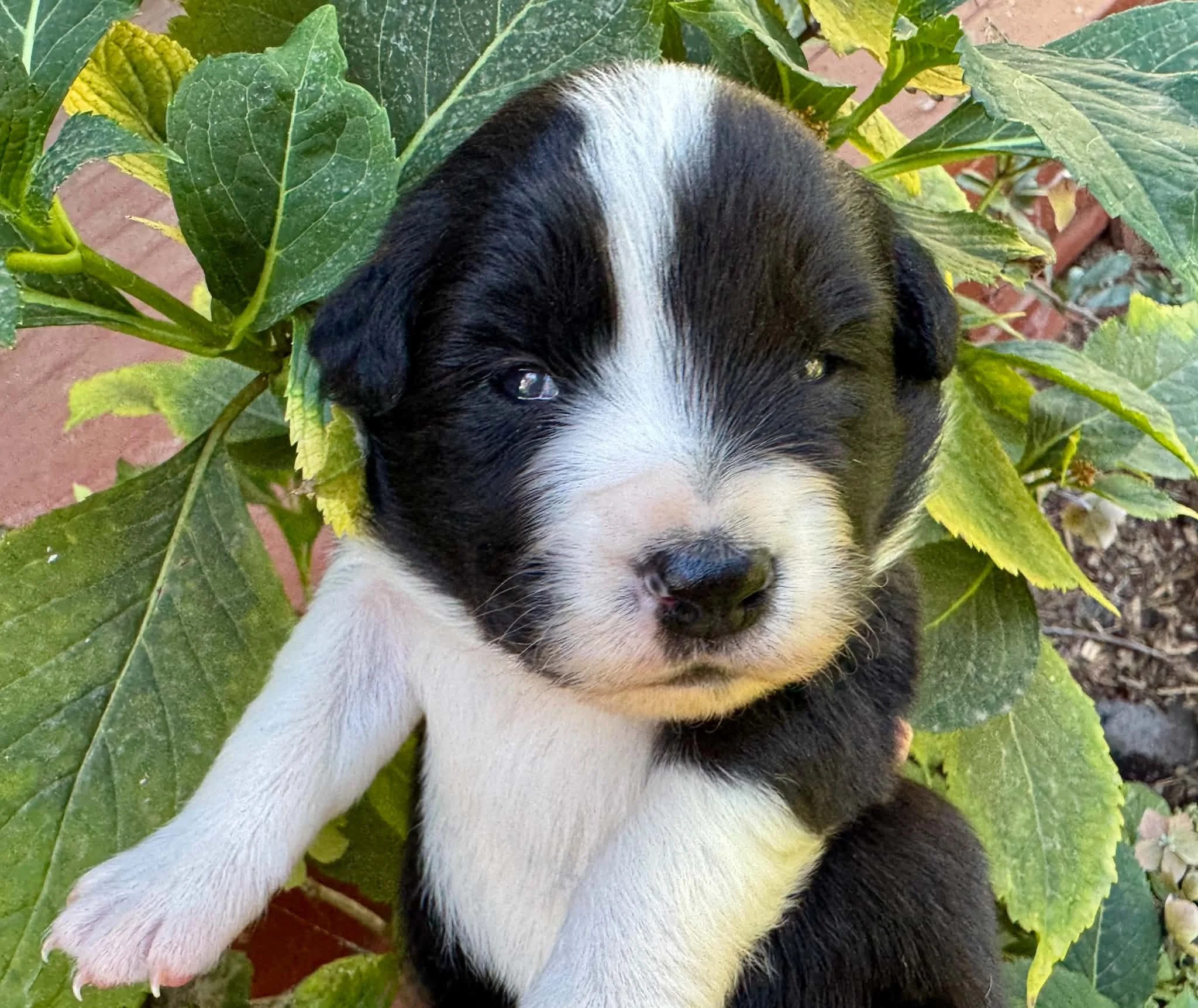 26E Red Collar - Black - Female - Reserved