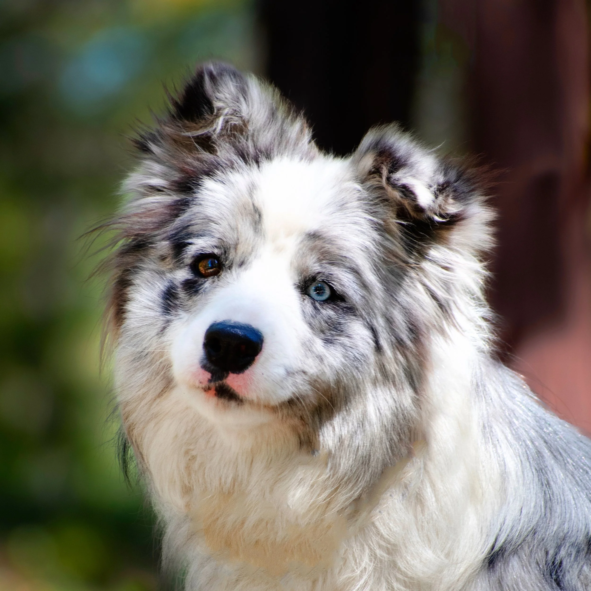 Border Collie Puppies Grey Grey Merle Border Collie Australian Shepherd  Grey Border Collie, image size:2500x2500