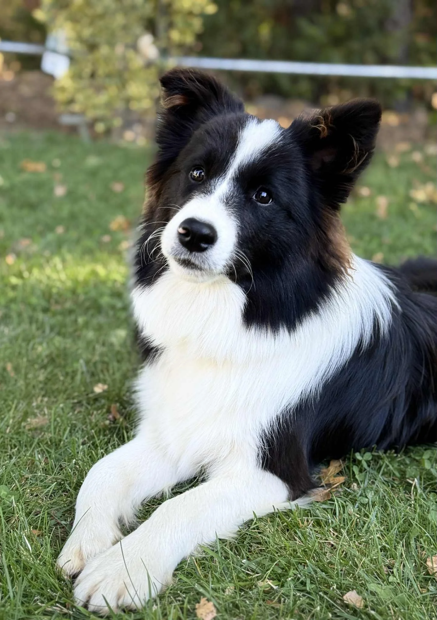 TR Born To Charm Angels "Sasha"