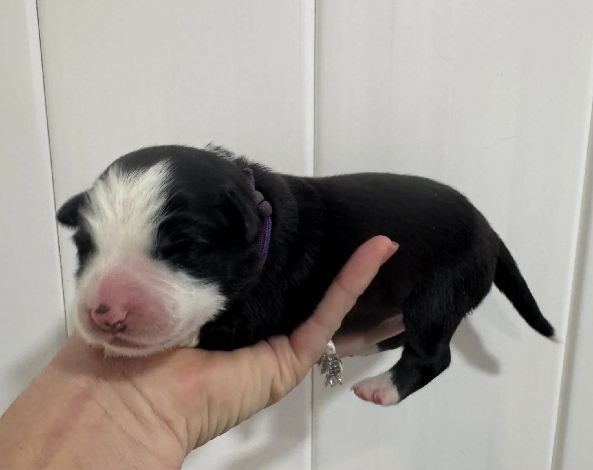 25R Purple Collar - Black - Female