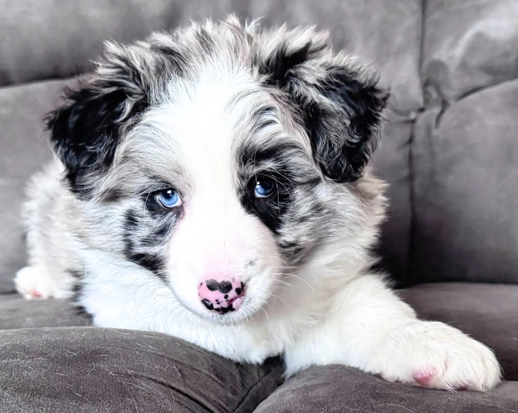 25Q Blue Collar - Blue Merle - Boy