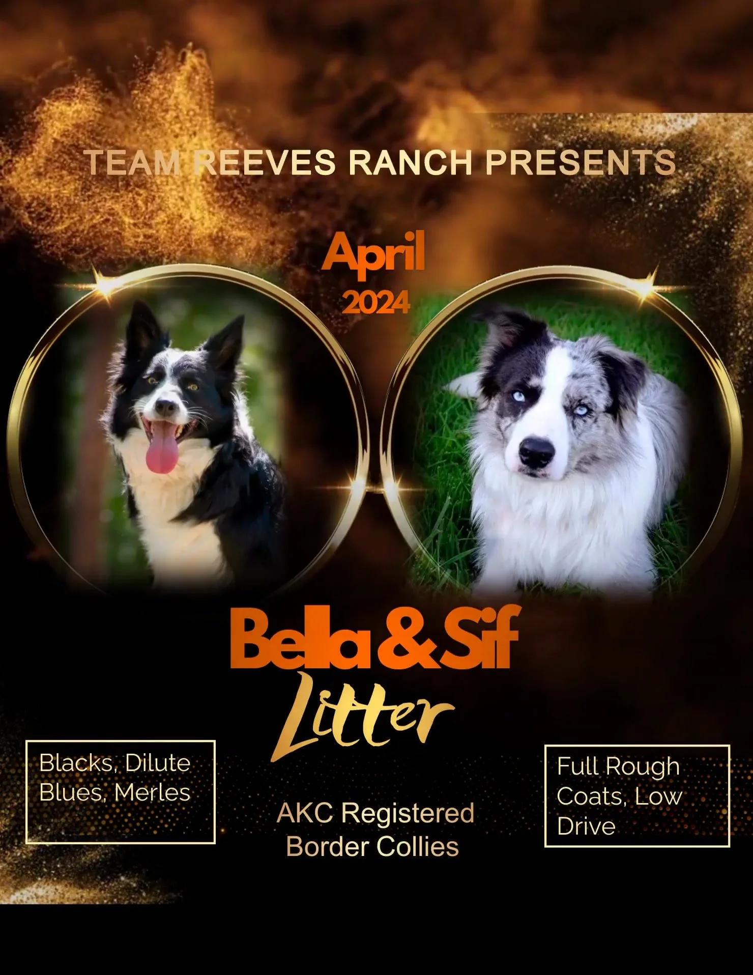 Top Quality Border Collies | Team Reeves Ranch
