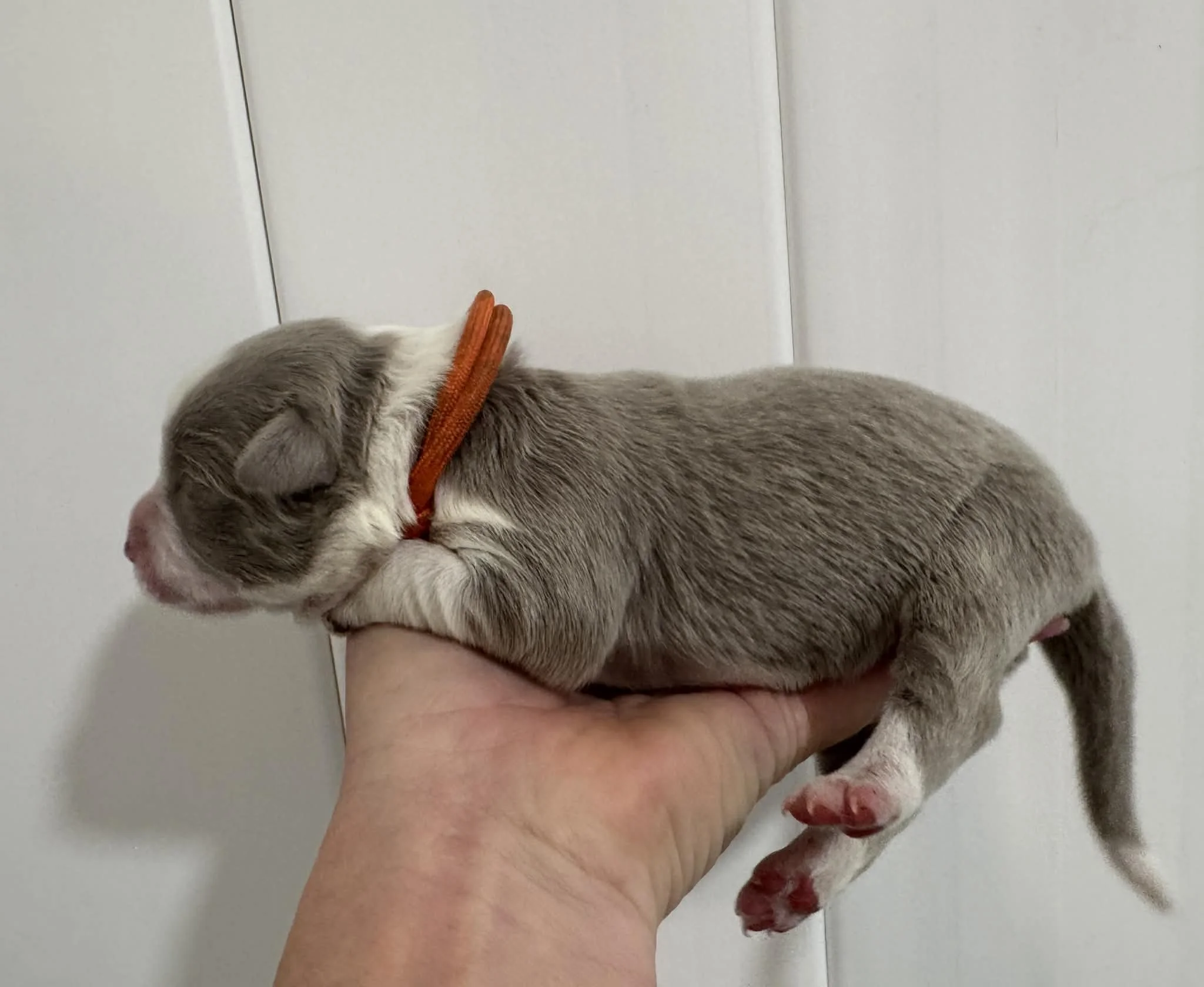 25R Orange Collar - Lilac Female