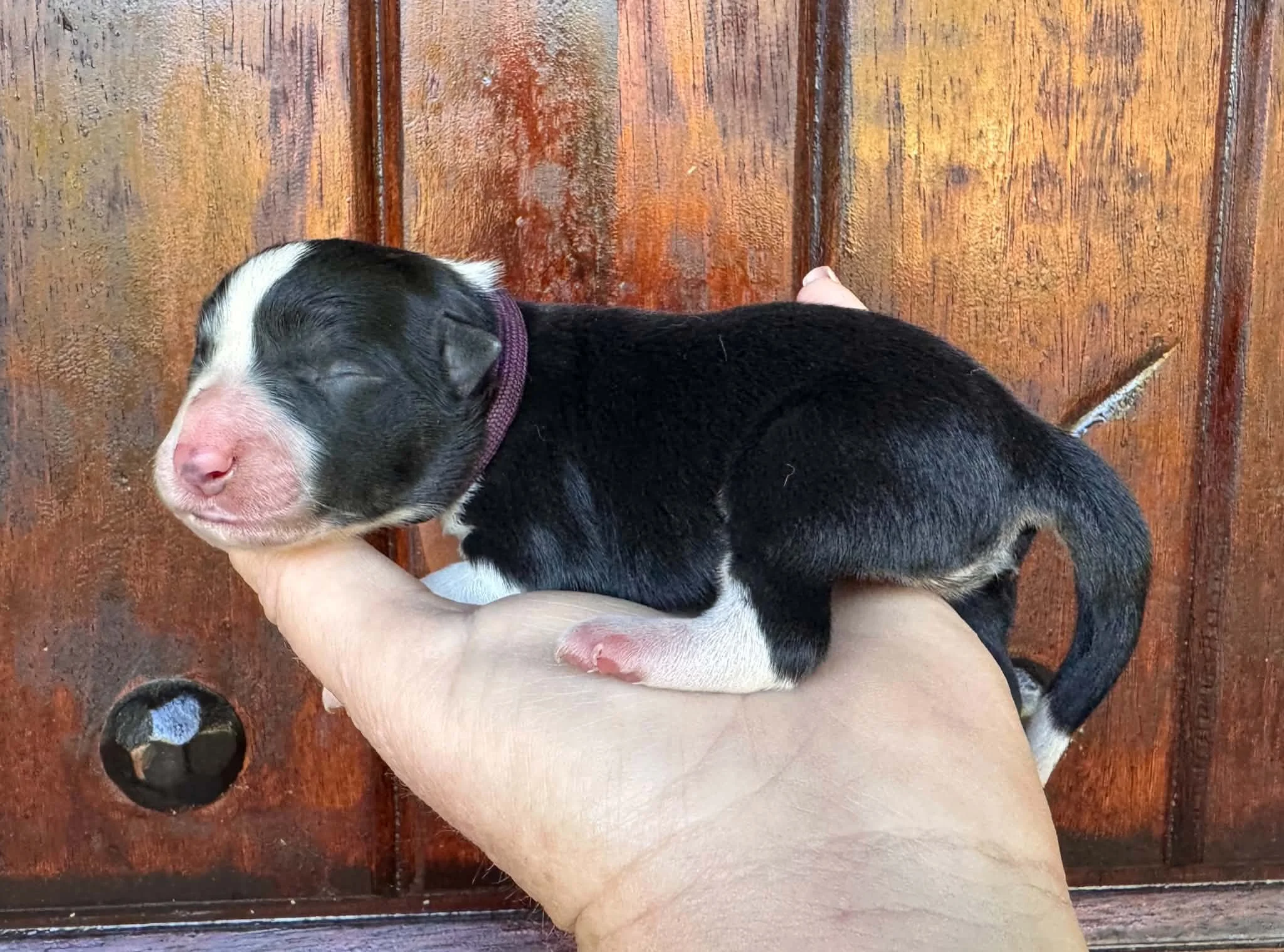 26C Purple Collar - Black - Female * Reserved