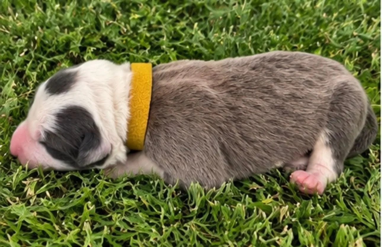 26G Yellow Collar - Blue Dilute - Female - Reserved