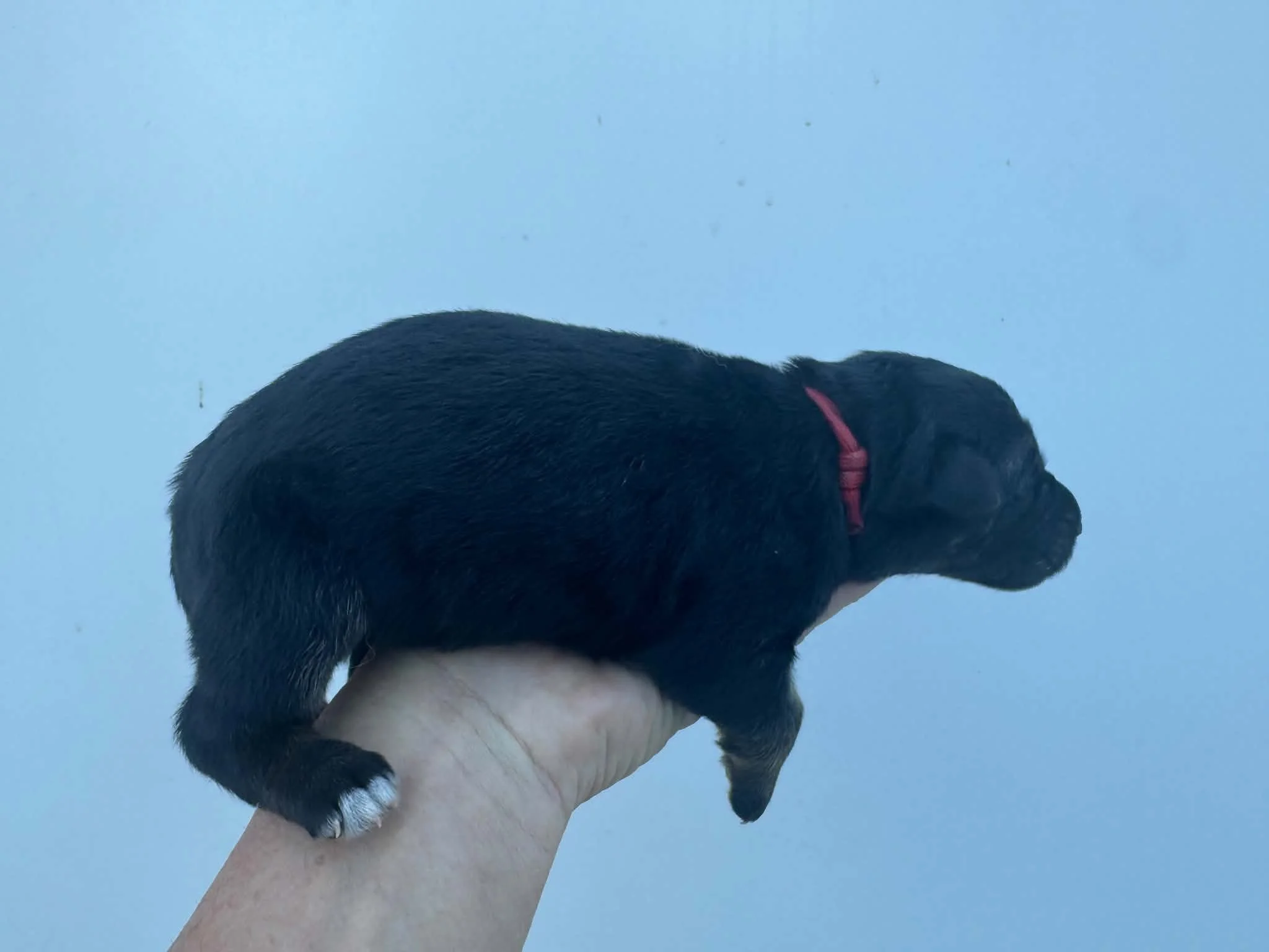 26F Red Collar - Tan Sable - Female