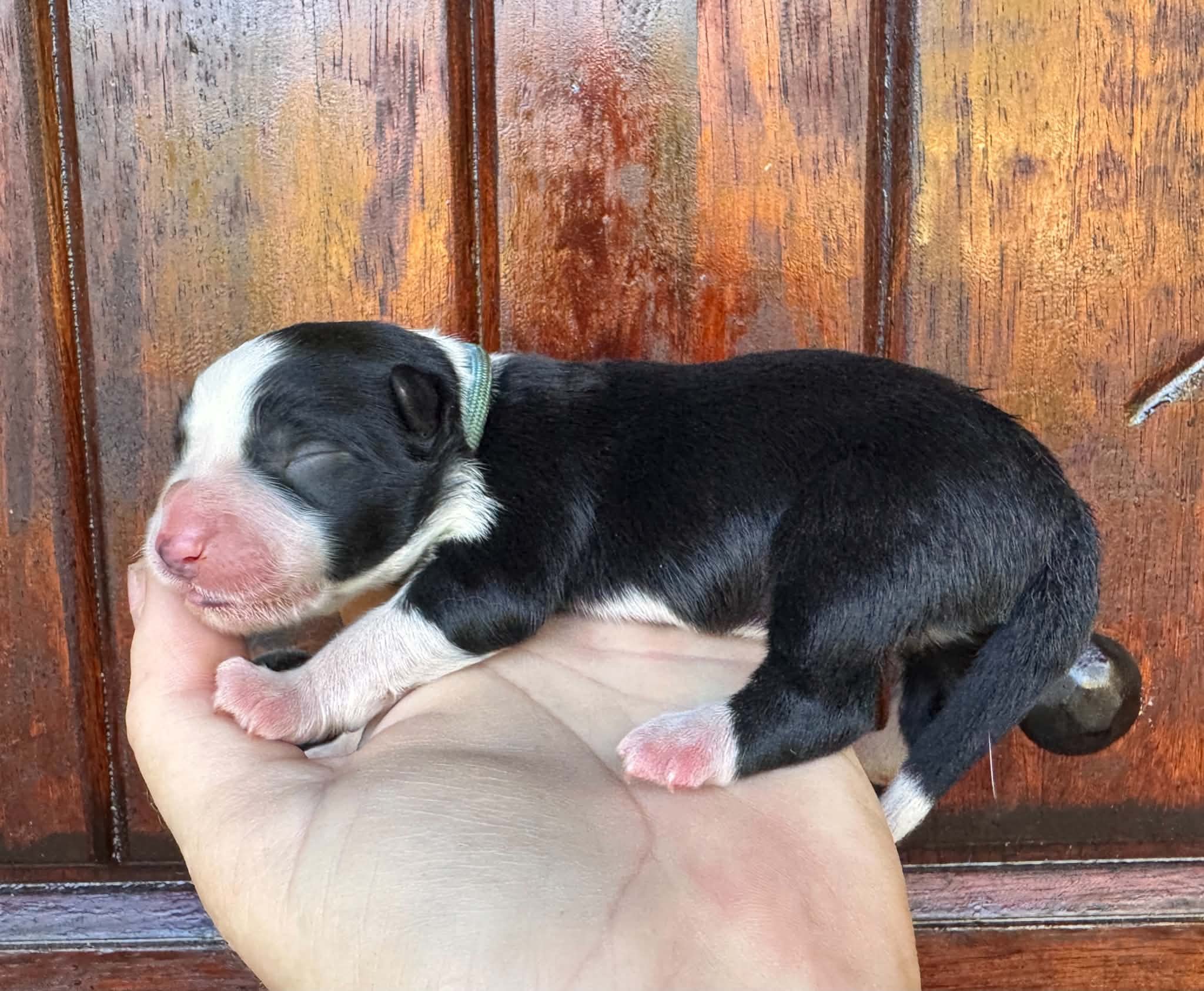 26C Blue Collar - Black - Female *Reserved