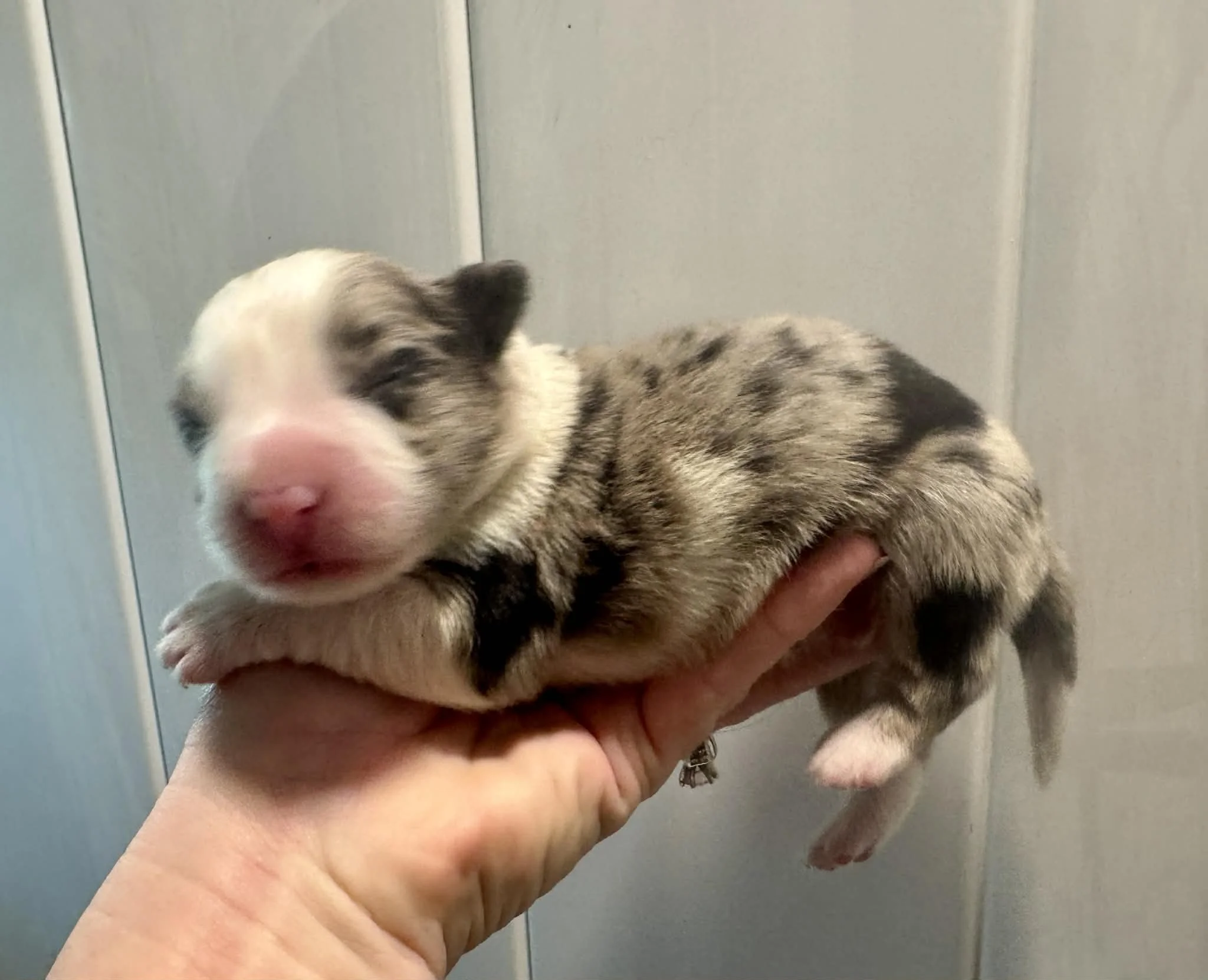 25Q Green Collar - Blue Merle Male