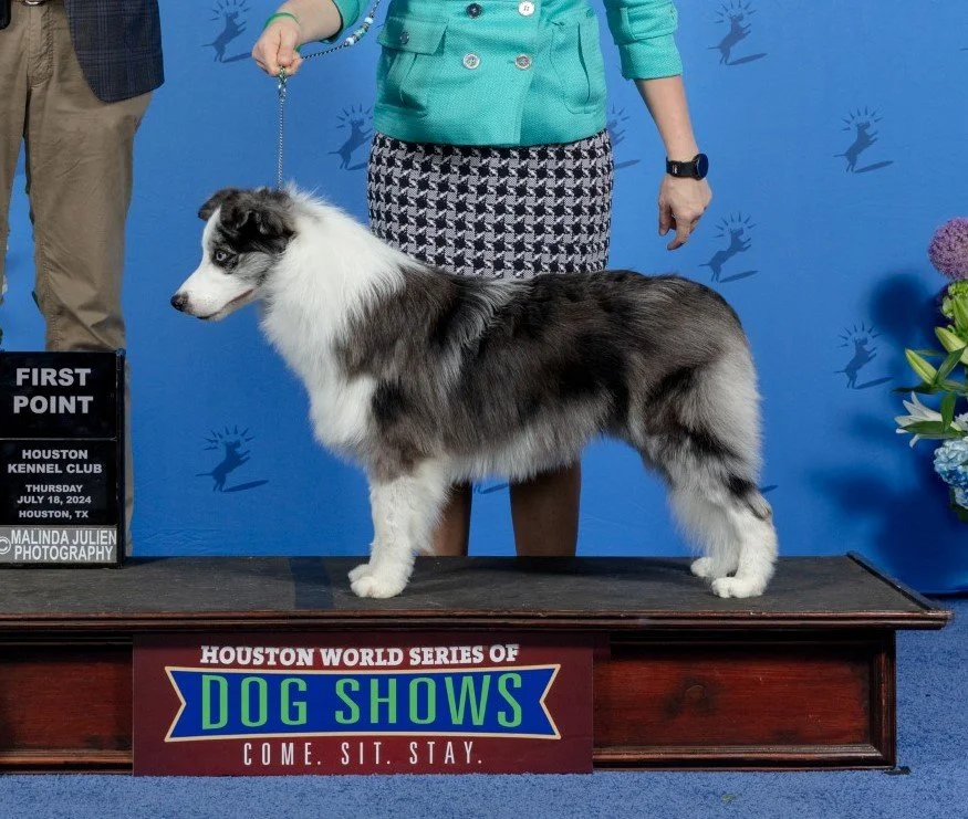 thumbnail_Border Collie #11 THUR WD BOW Judge Jon Cole_JP_7958e_Houston_2024-HR3 (1).jpg
