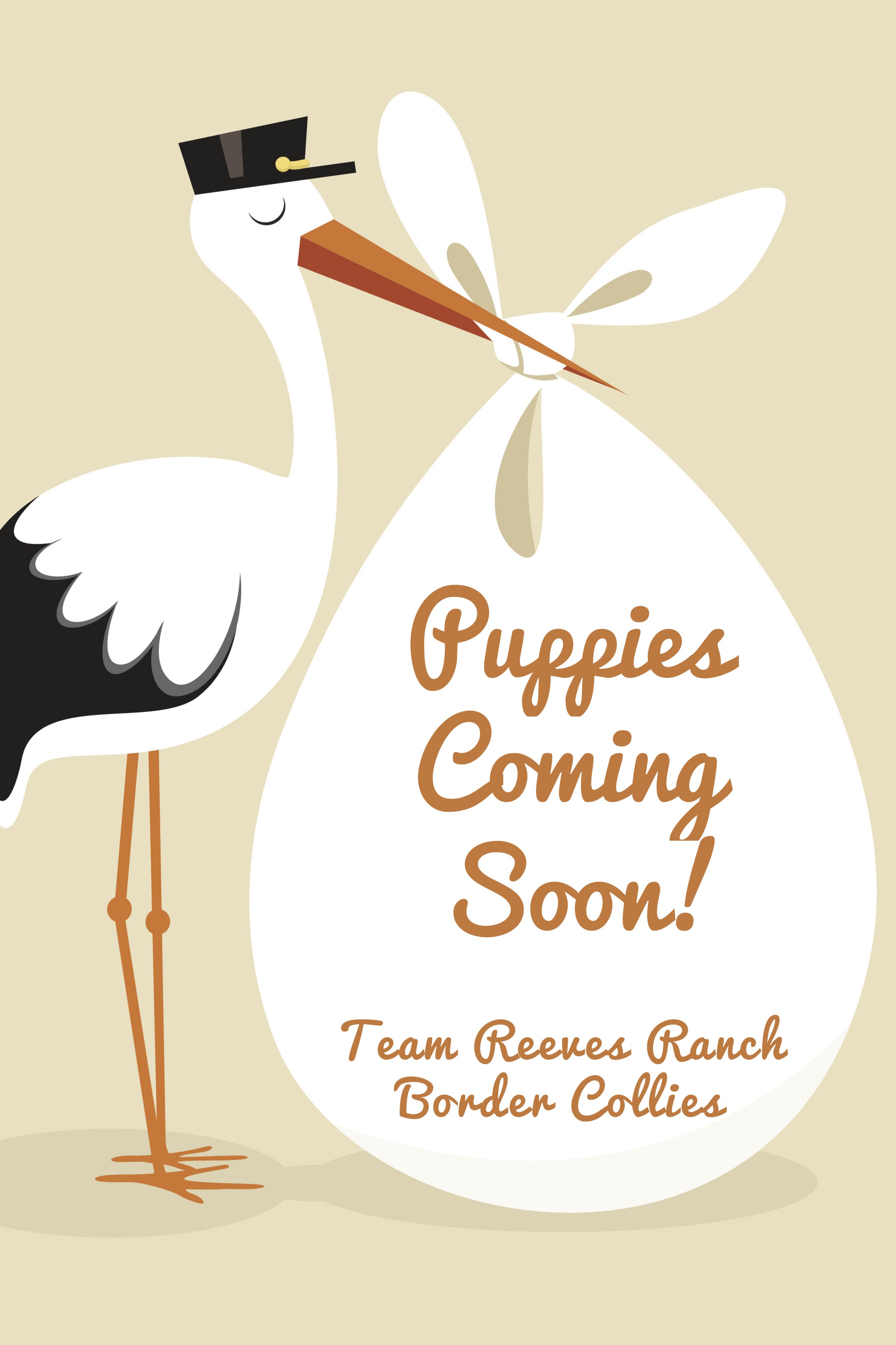 Puppy1