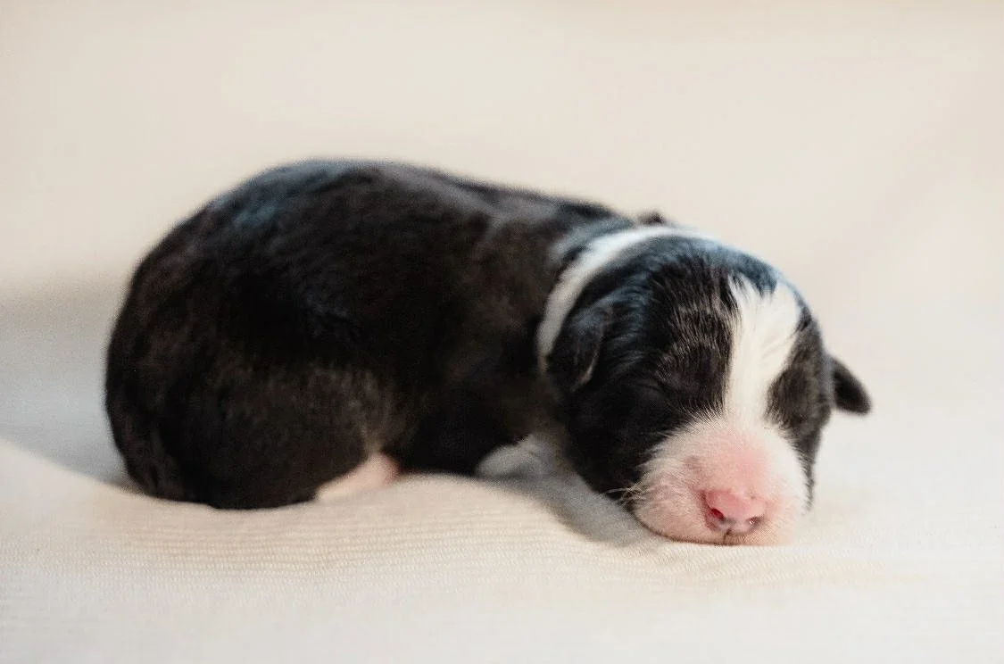 Hustle & Kirin Litter - 25O Grey Collar - Black & White - Male