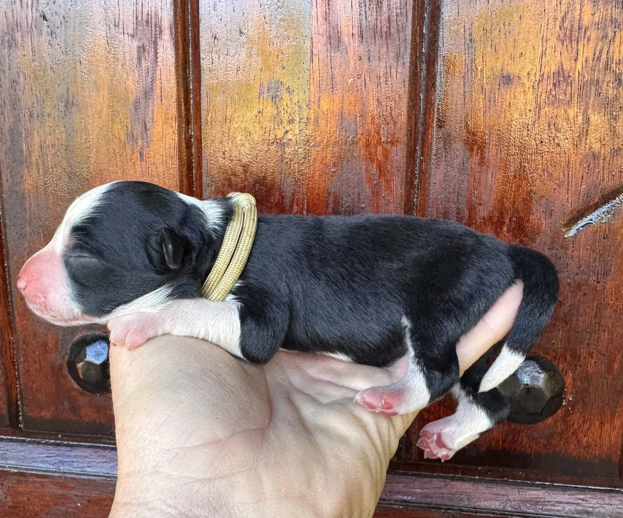 26C White Collar - Black - Female *Reserved