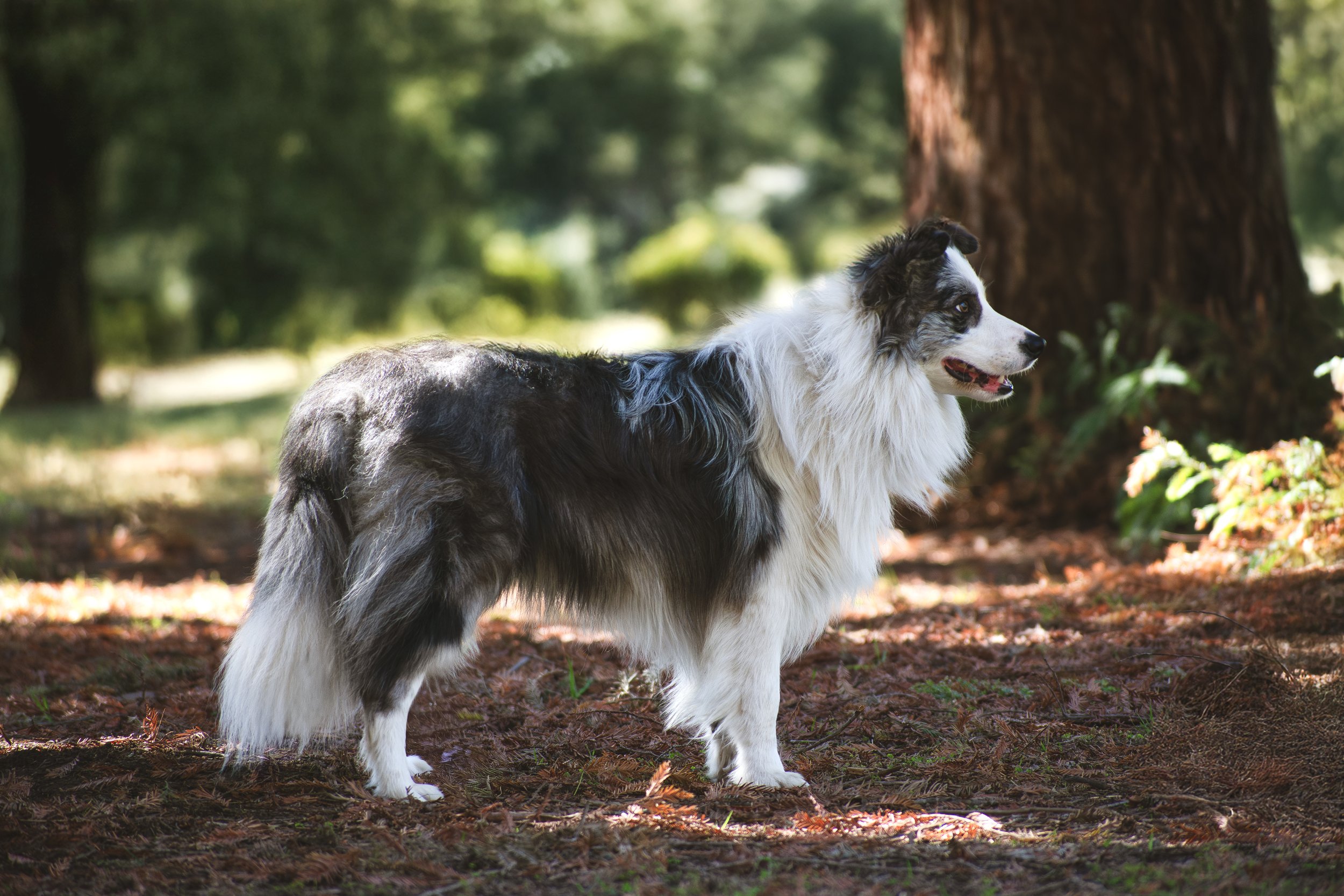 _DSC0137-Enhanced-NR copy.jpg