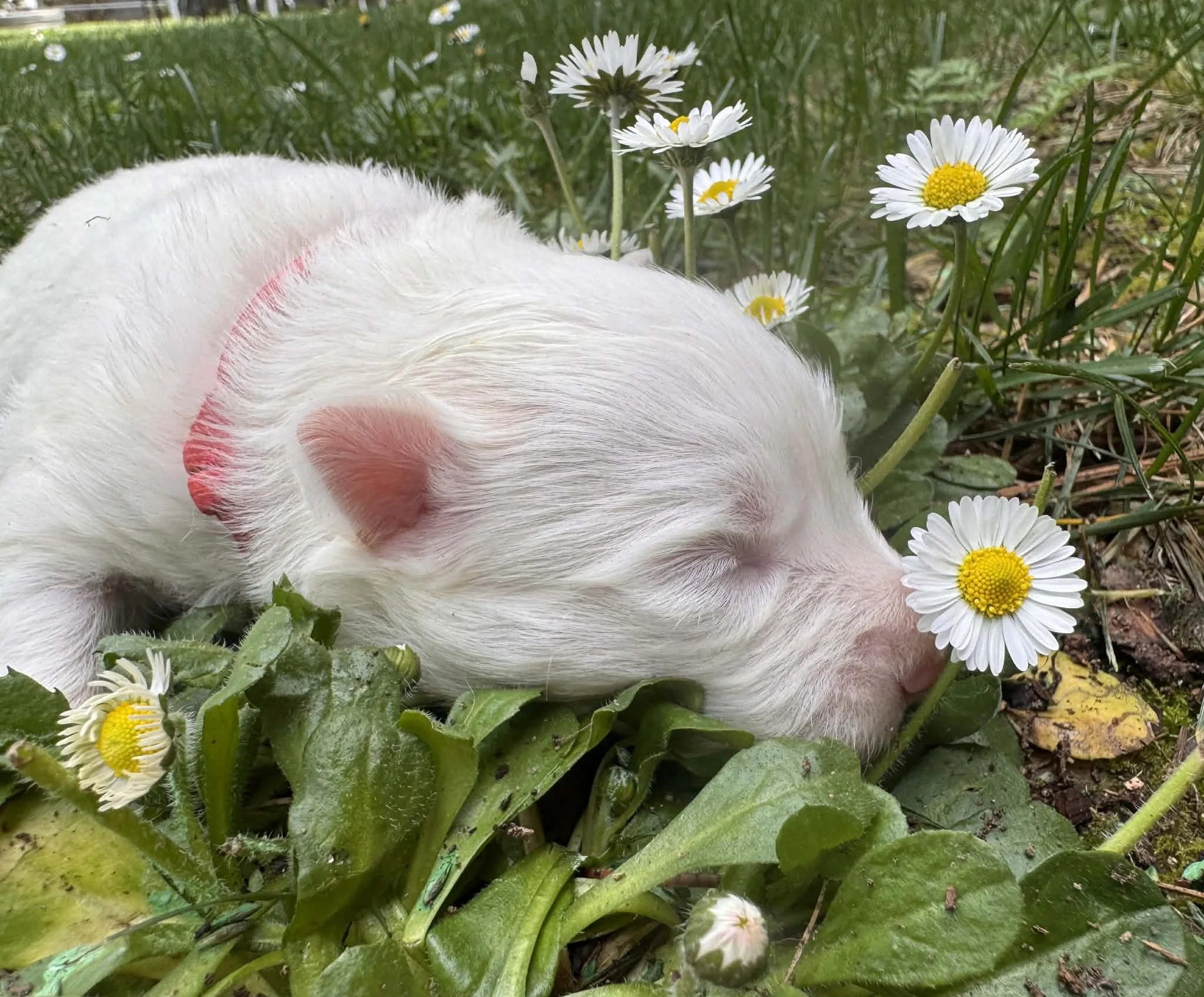 26A Pink Collar - Gold Female - Reserved