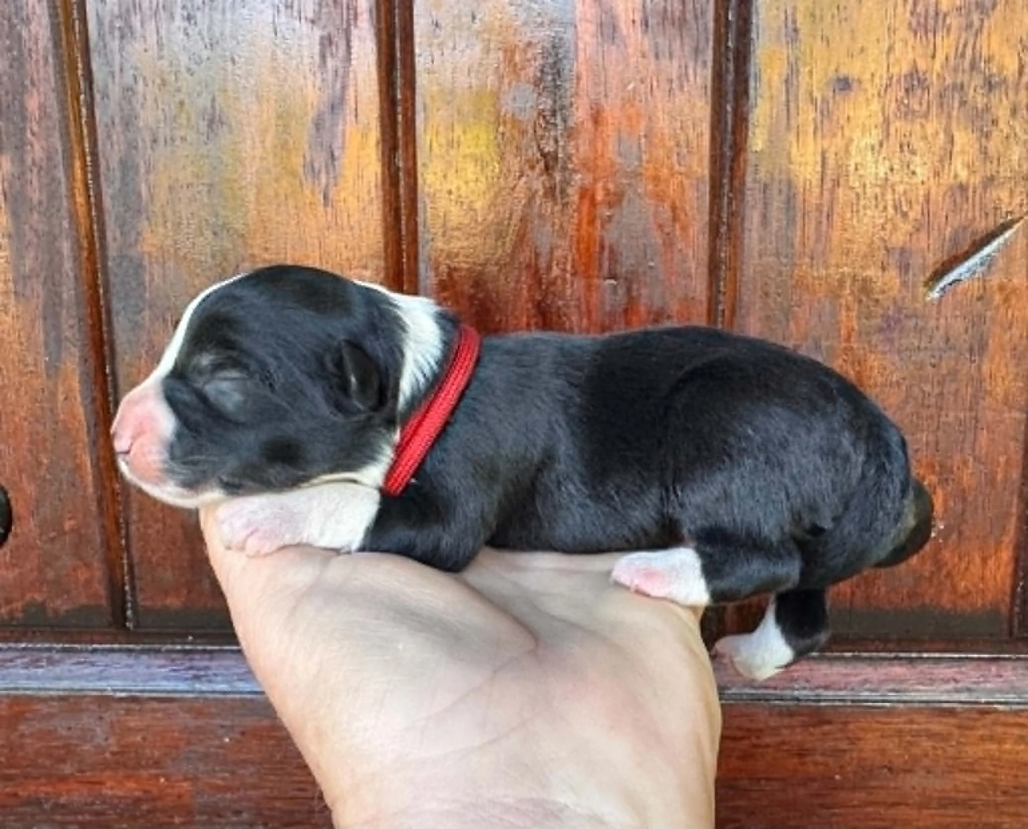 26C Red Collar - Black - Female * Reserved