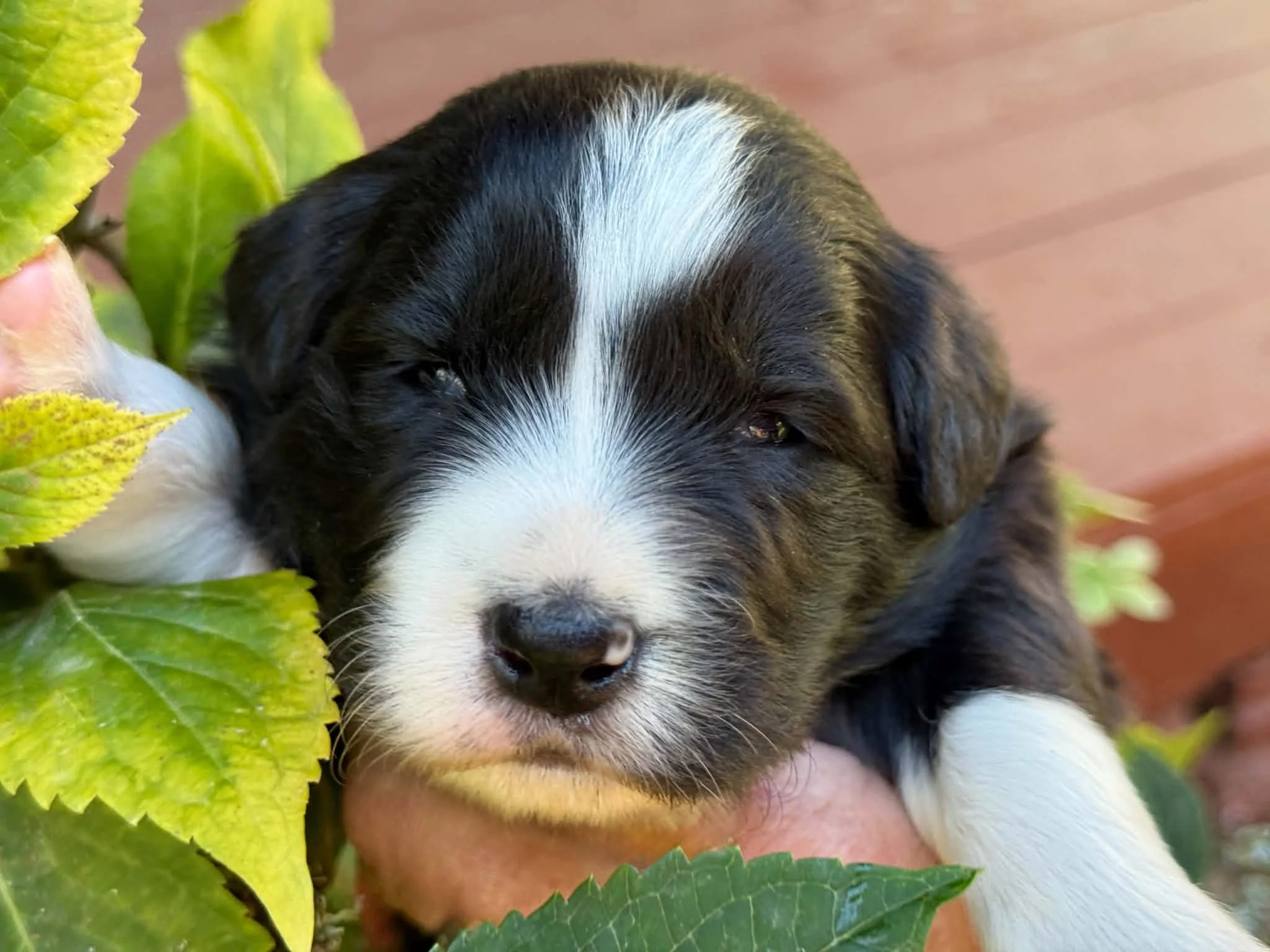 26E Purple Collar - Black - Female - Reserved