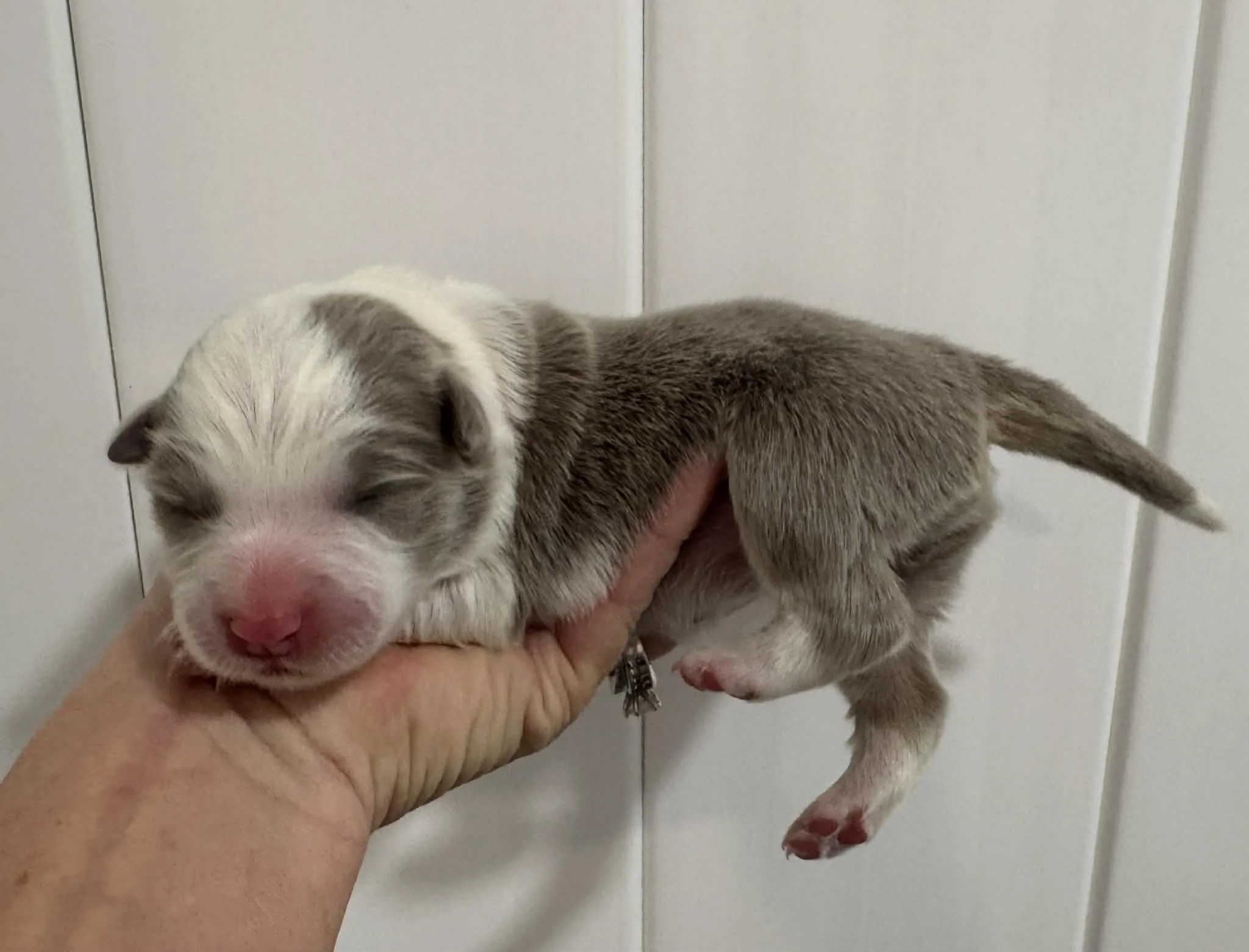 25R Pink Collar - Lilac - Female