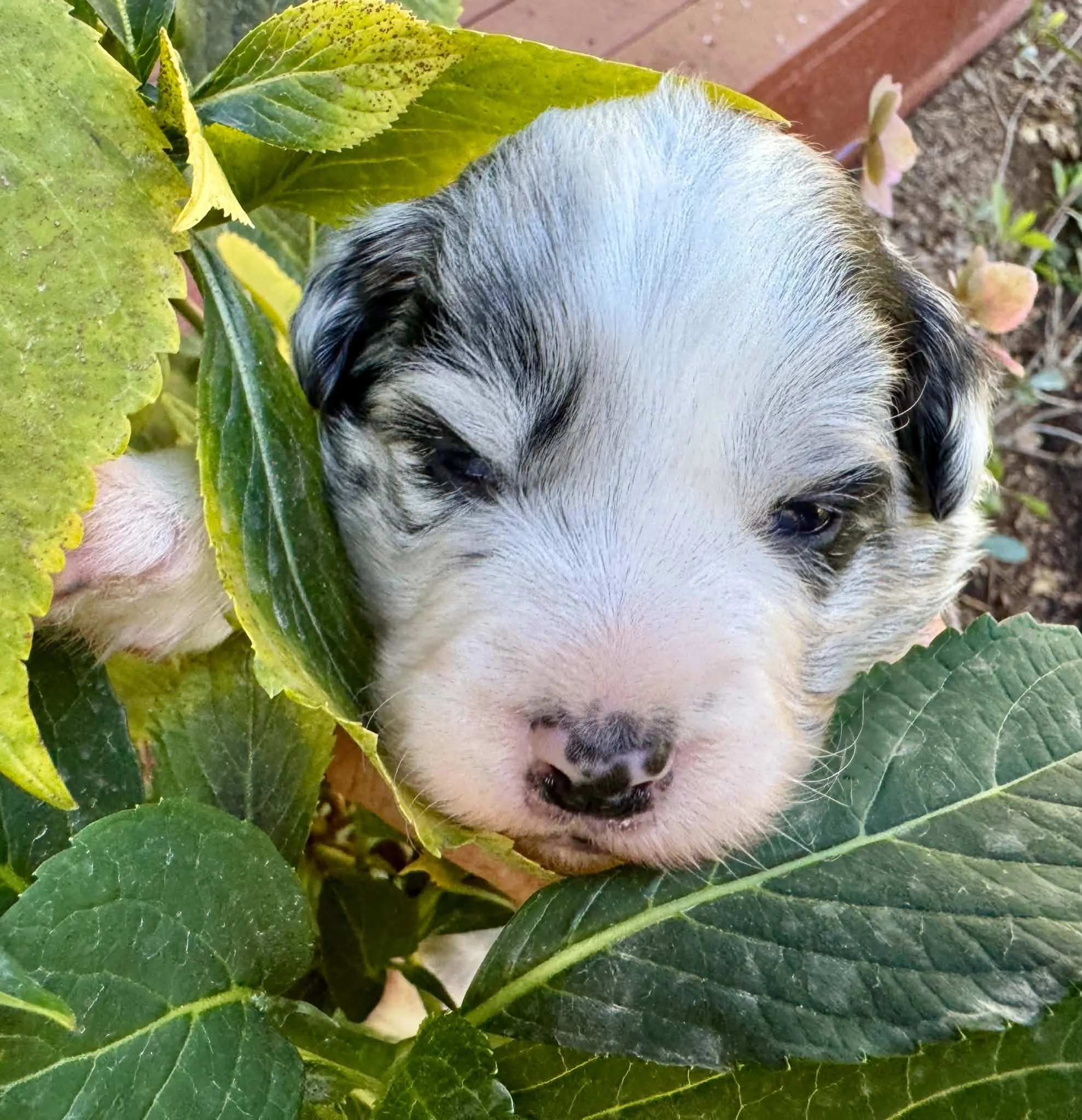 26E Green Collar - Blue Merle- Male - Reserved