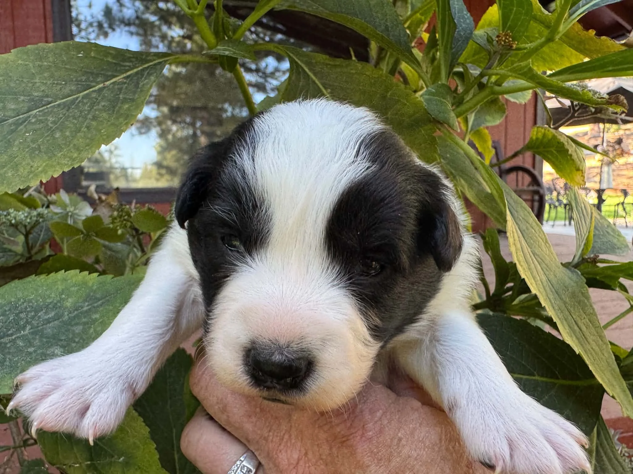 26E Yellow Collar - Black - Female - Reserved