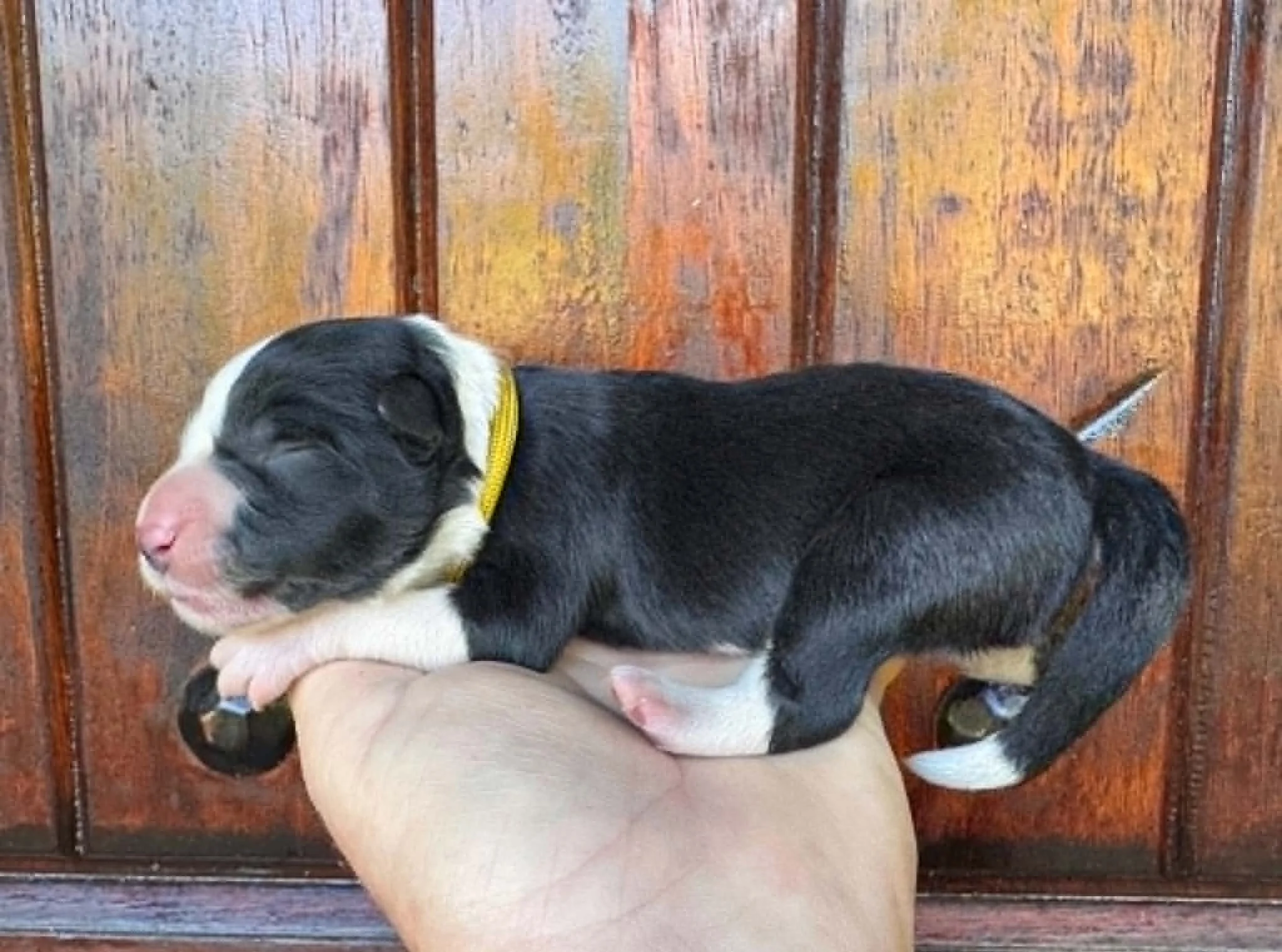 26C Yellow Collar - Black - Female  *Reserved
