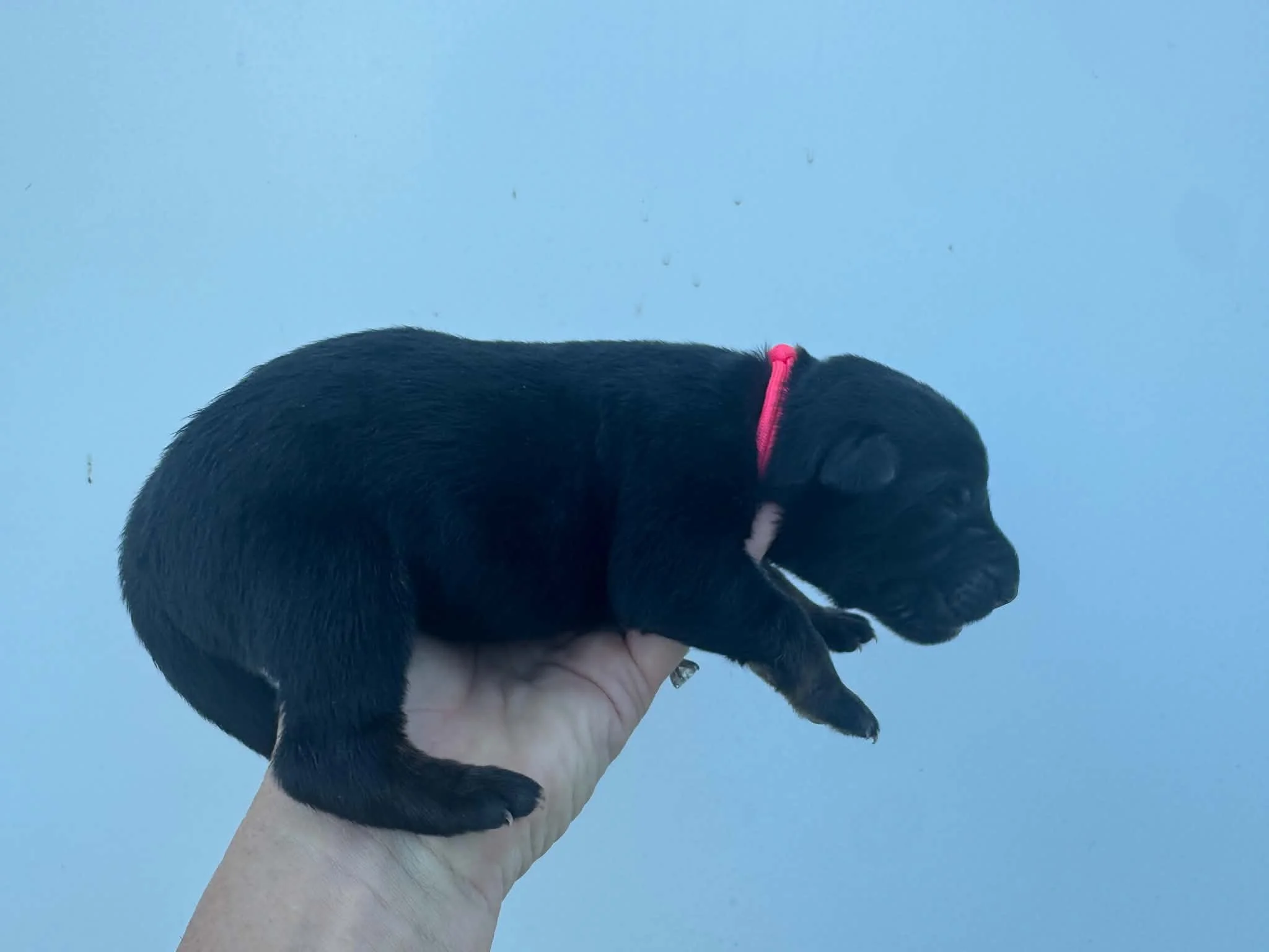 26F Pink Collar - Tan Sable - Female