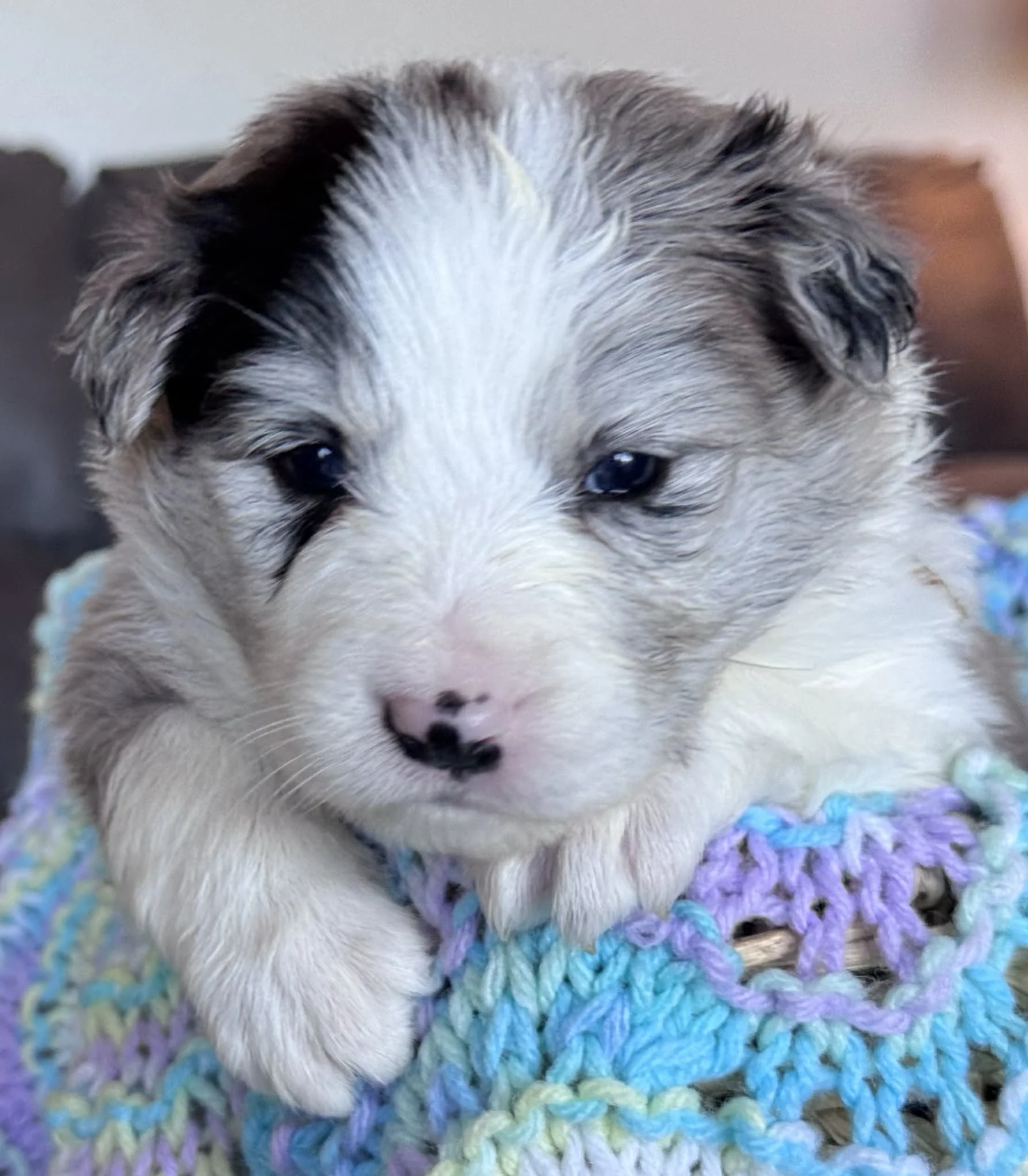 25S White Collar -Blue Merle - Female