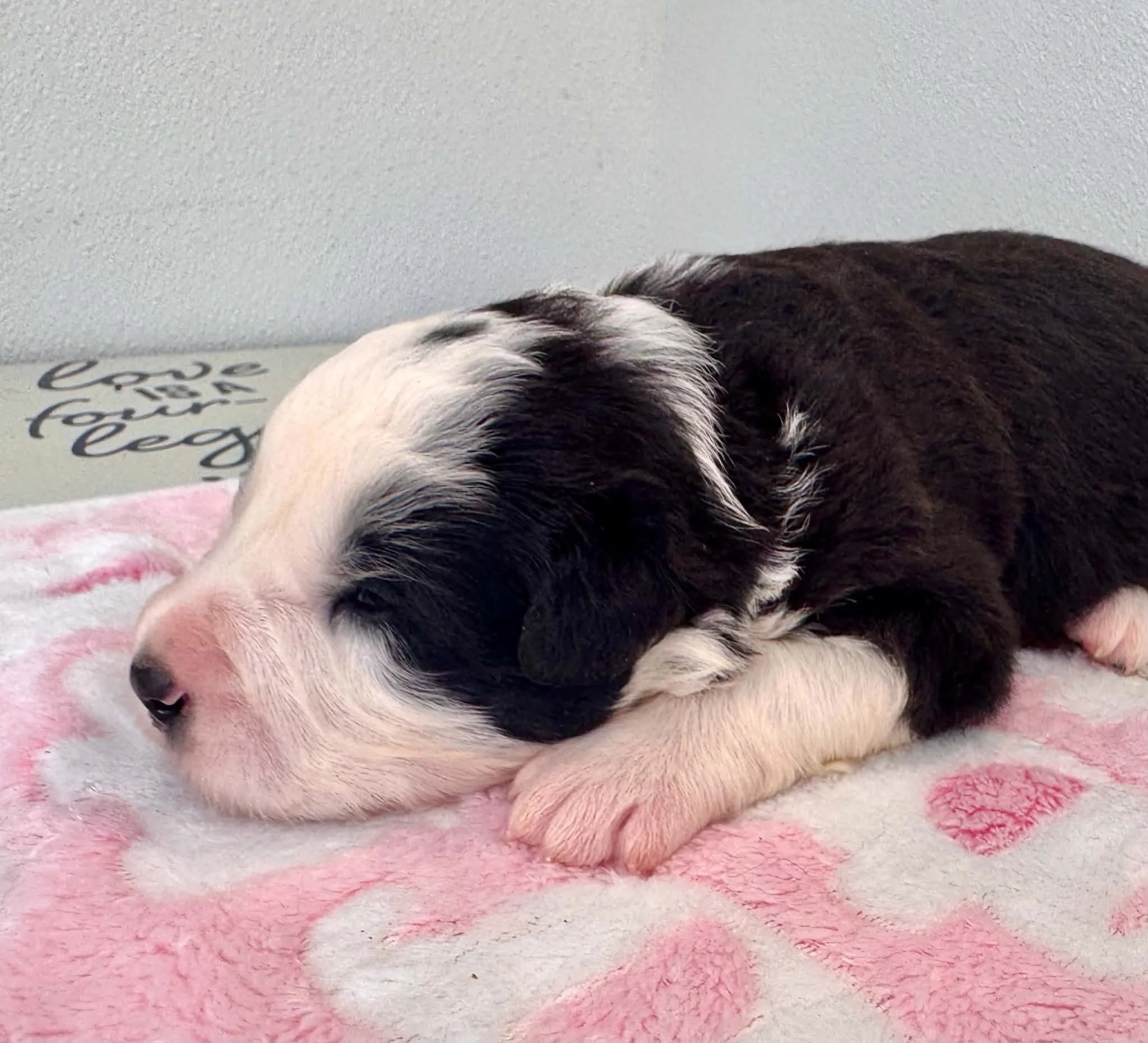26B Silver Collar - Male- Black & White Available