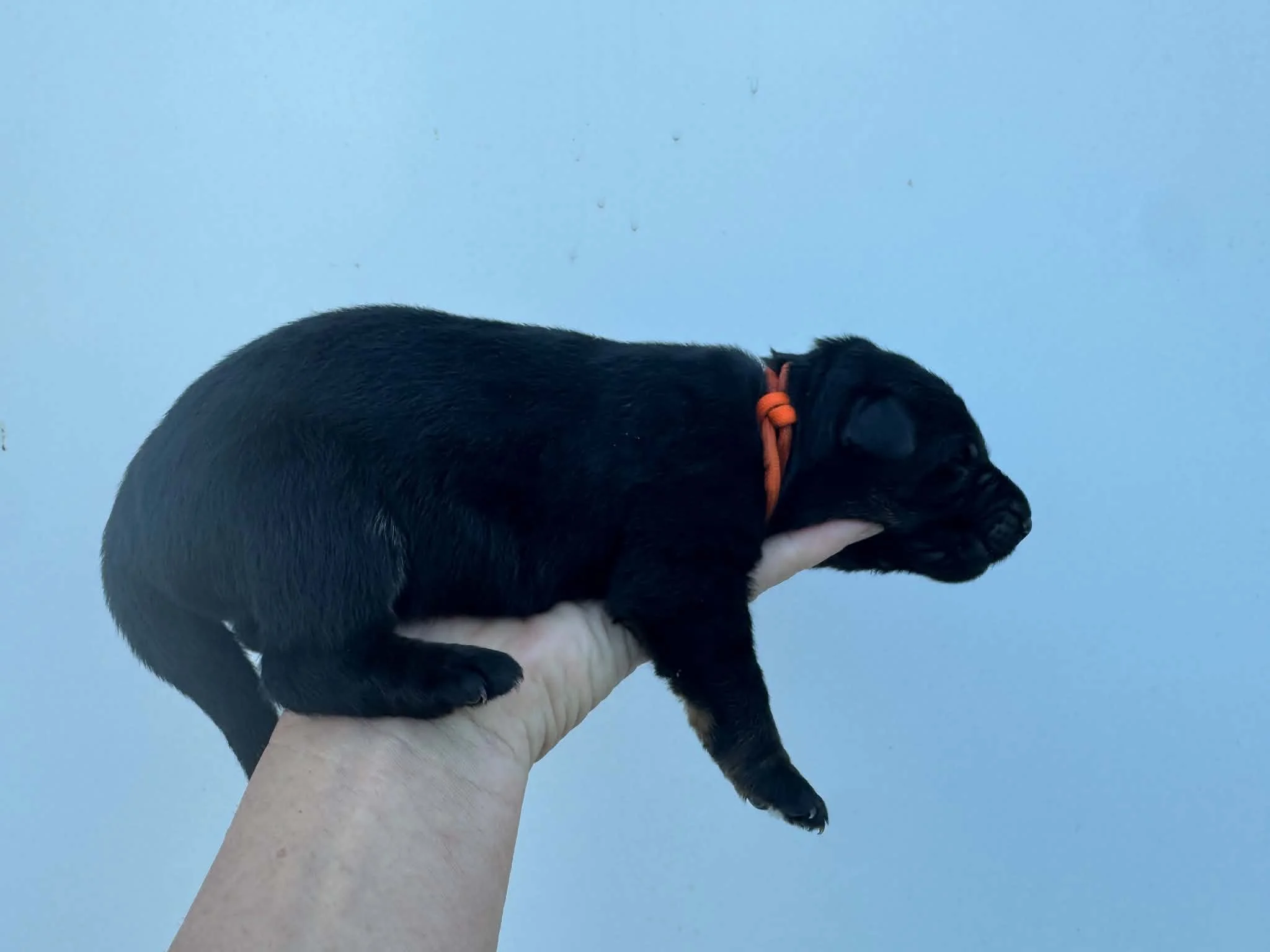 26F Orange Collar - Tan Sable - Male