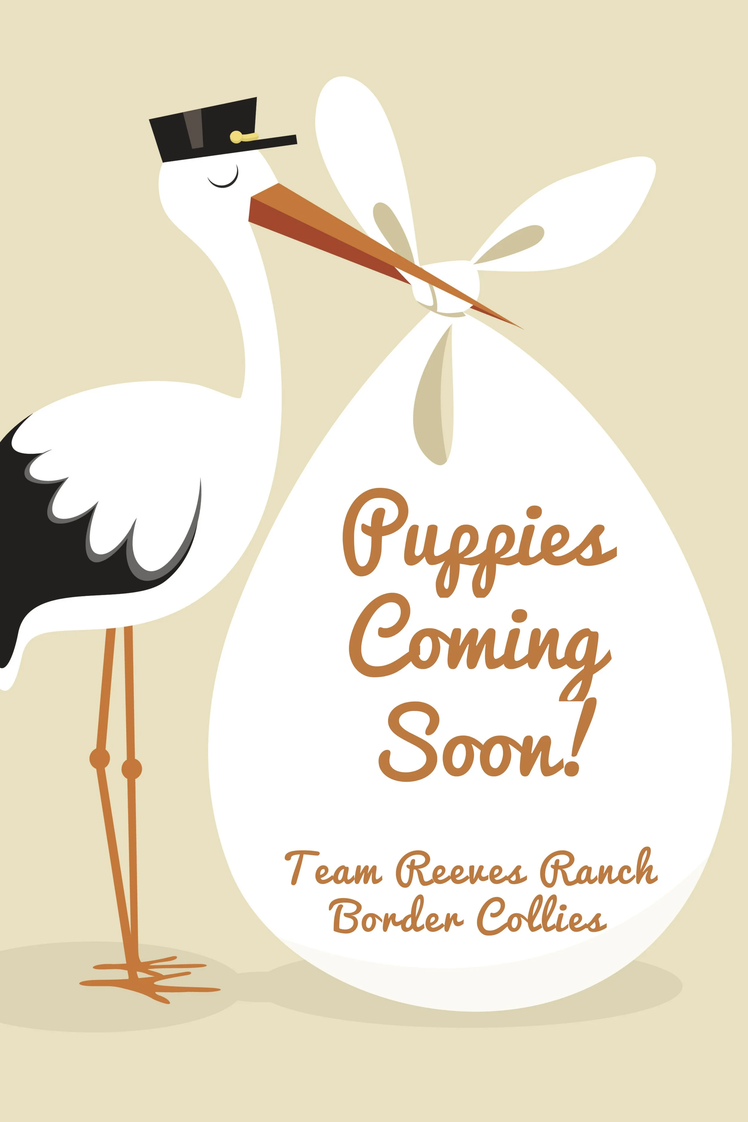 puppy1